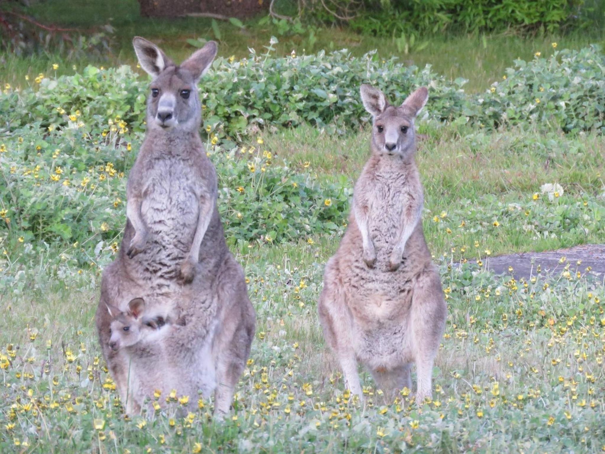 Happy Wanderer Holiday Resort The Grampians