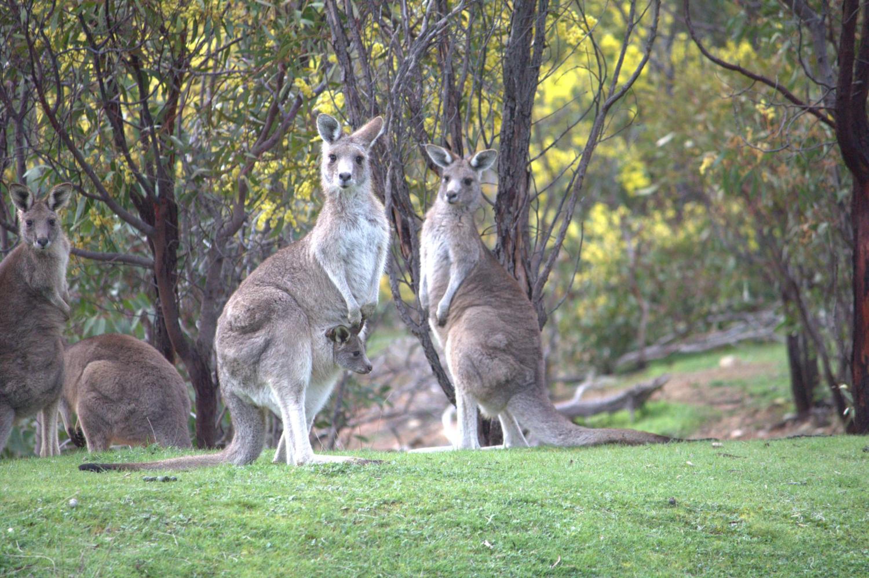 Happy Wanderer Holiday Resort The Grampians