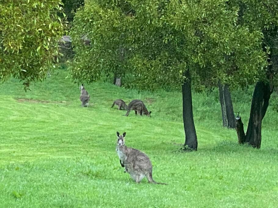Tolmie Villa 30 min from Mt Buller
