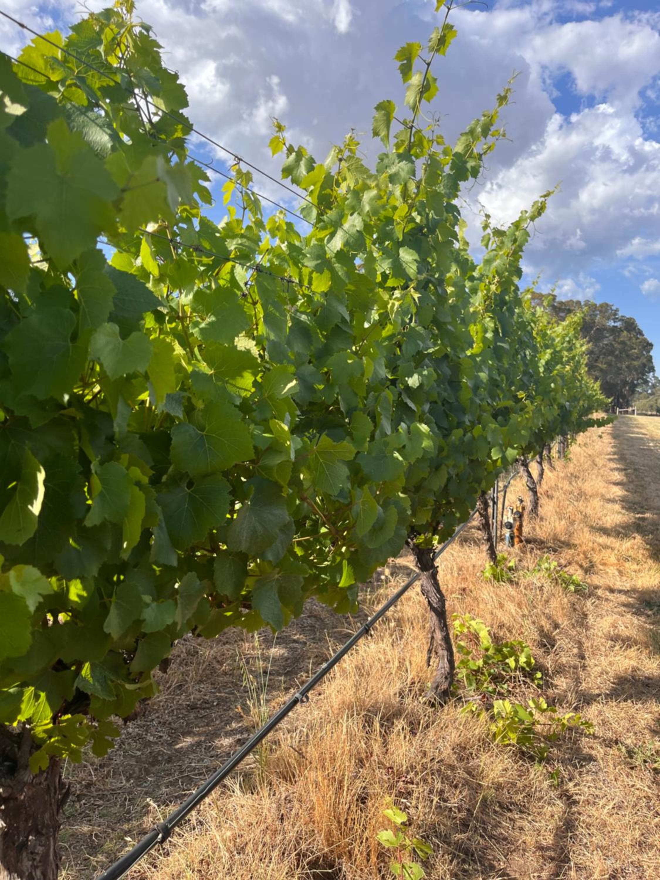 Island Brook Estate Vineyard and Chalets