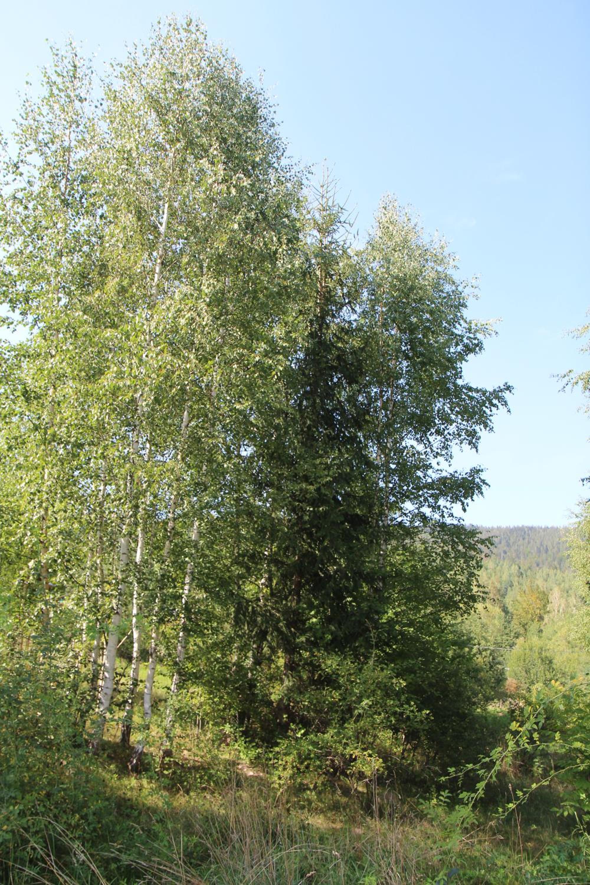 Gutsulochka Apartment view 5
