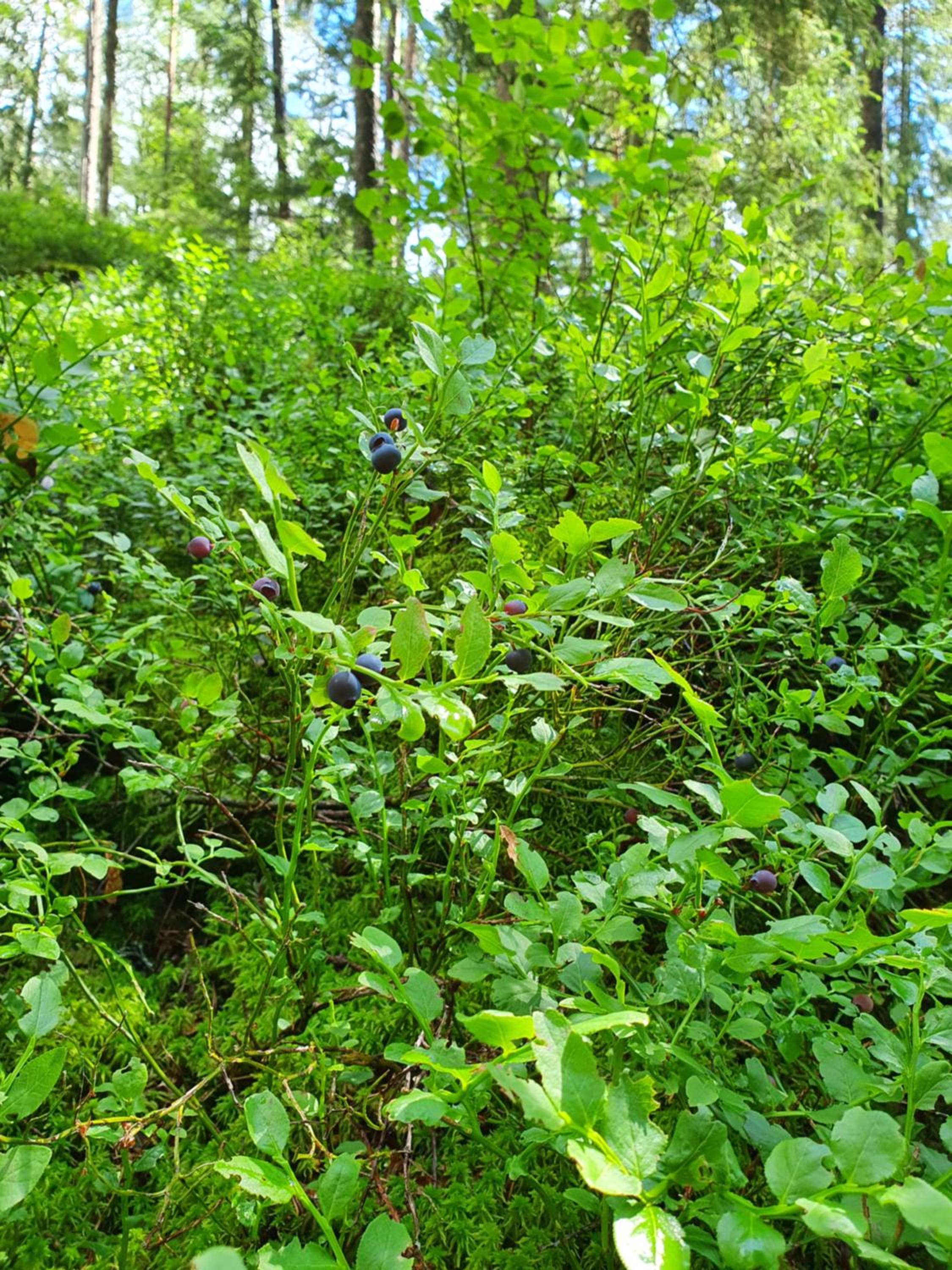 Photo 41