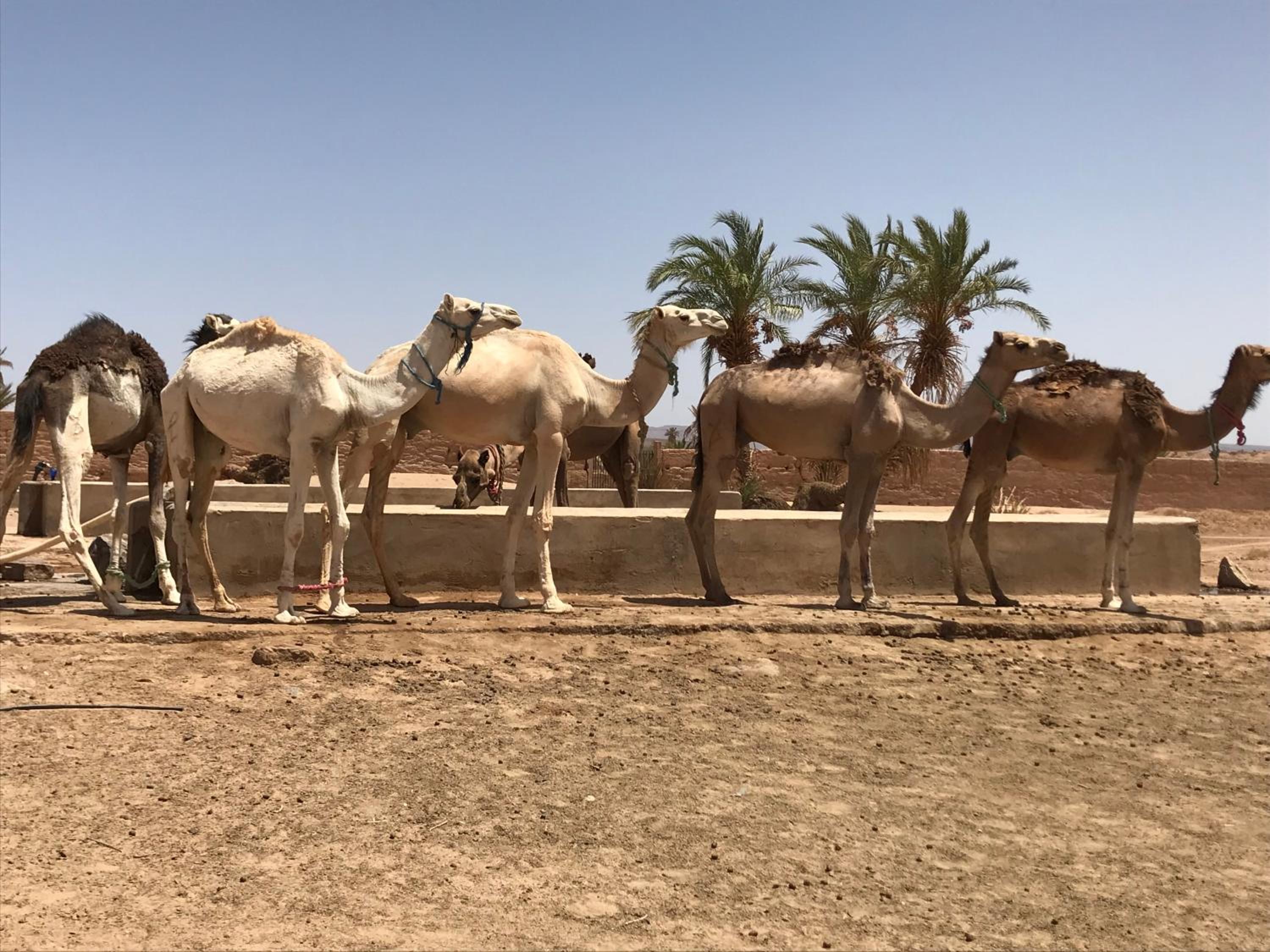 Kasbah Mashallah