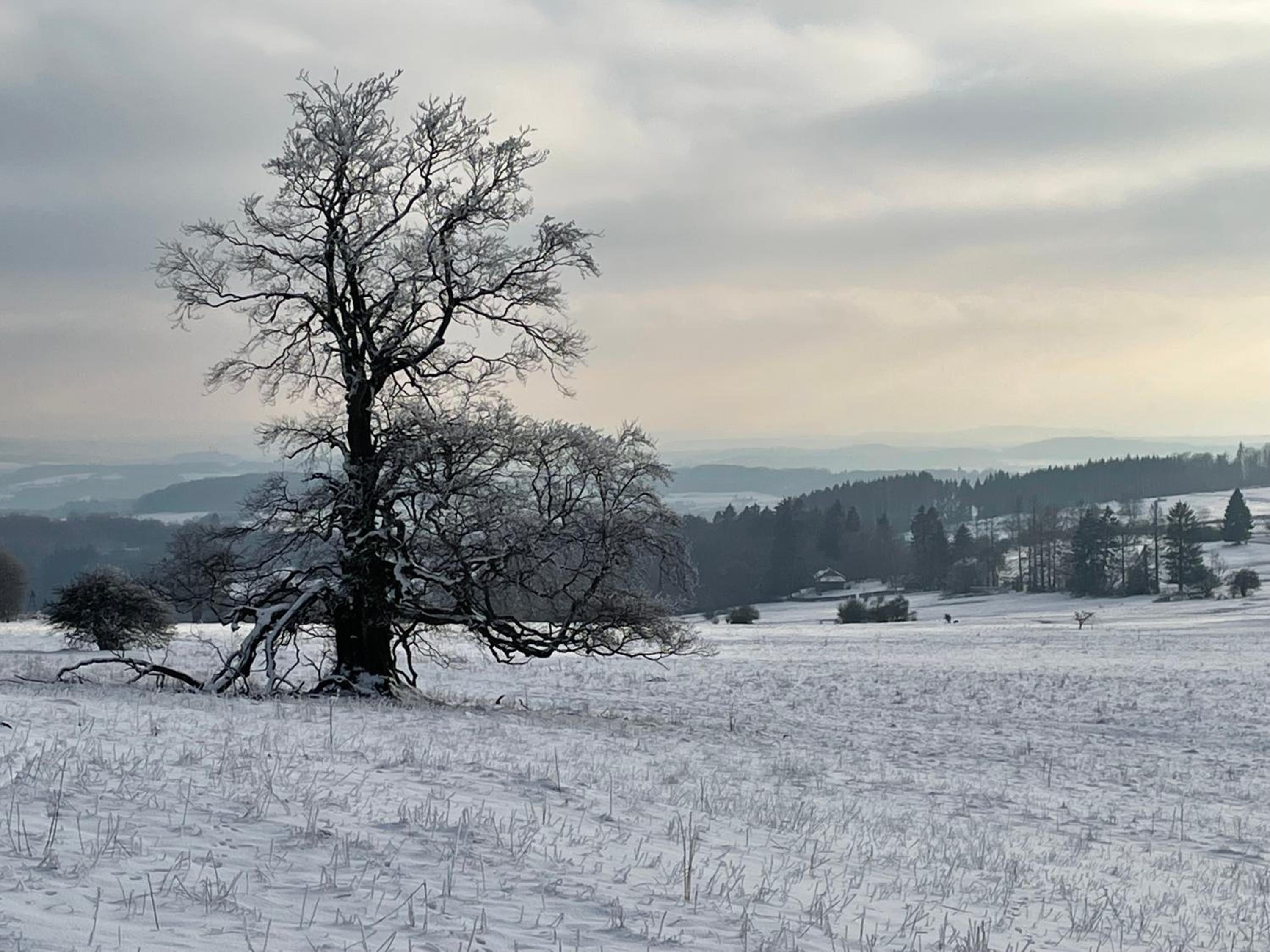 Oaktree-Cottage