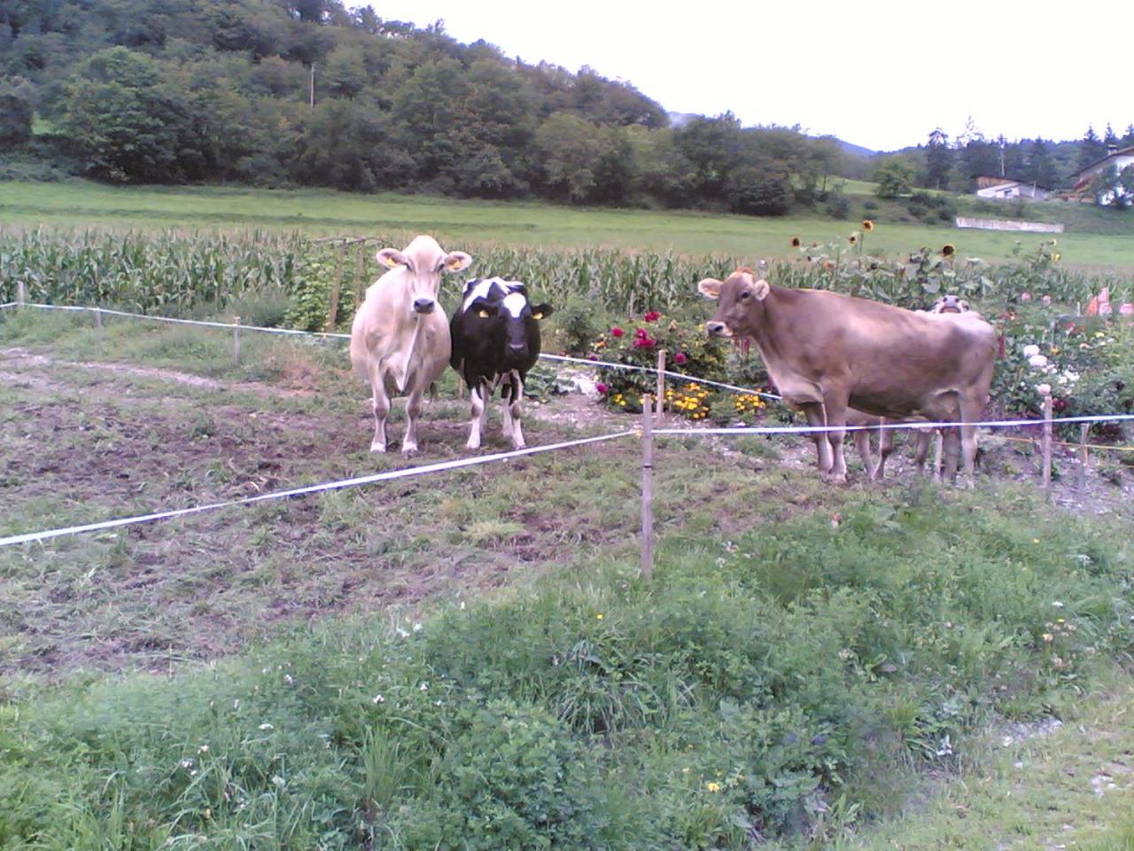 Photo 24