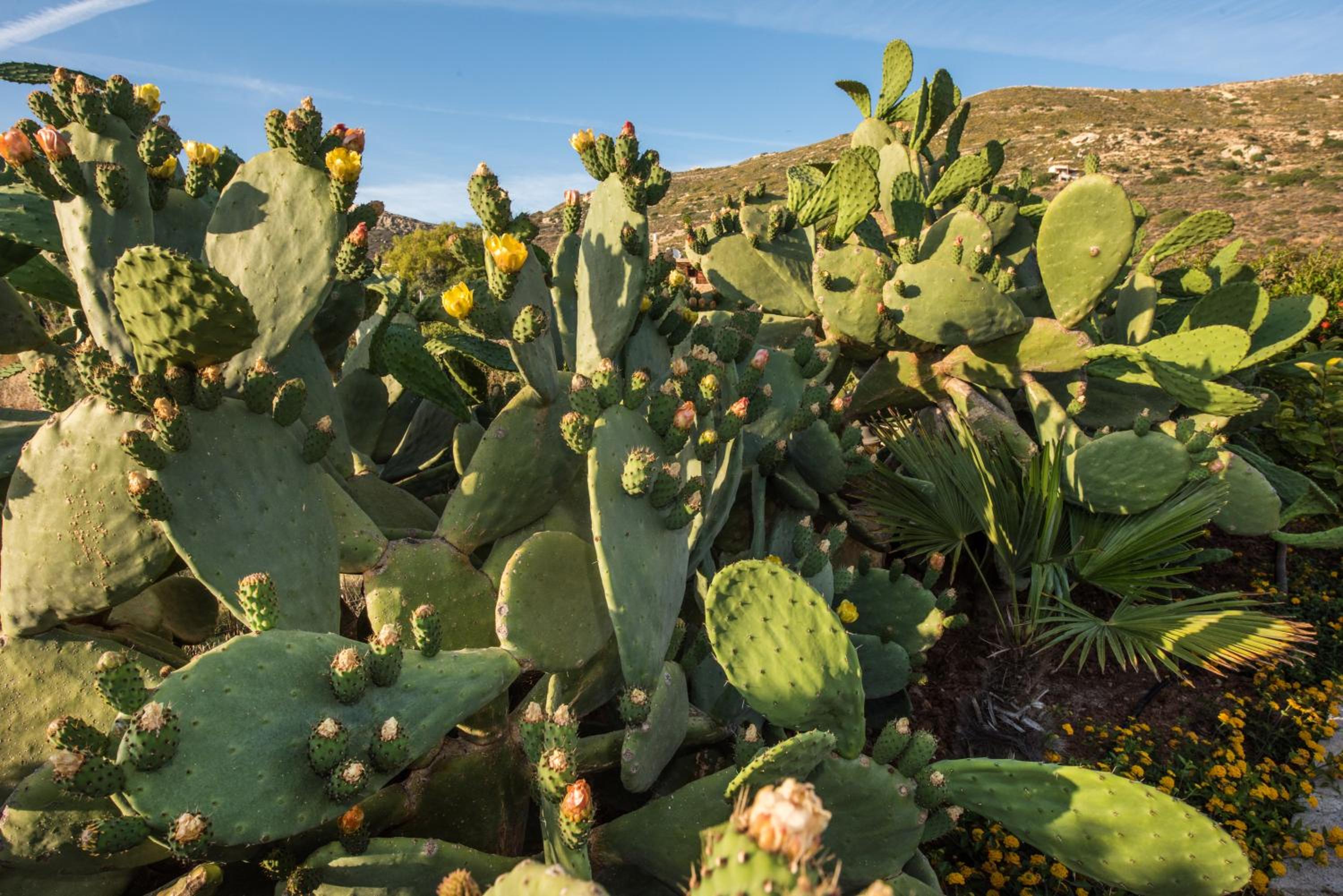 Magnolia Apartments and Studios photo 5