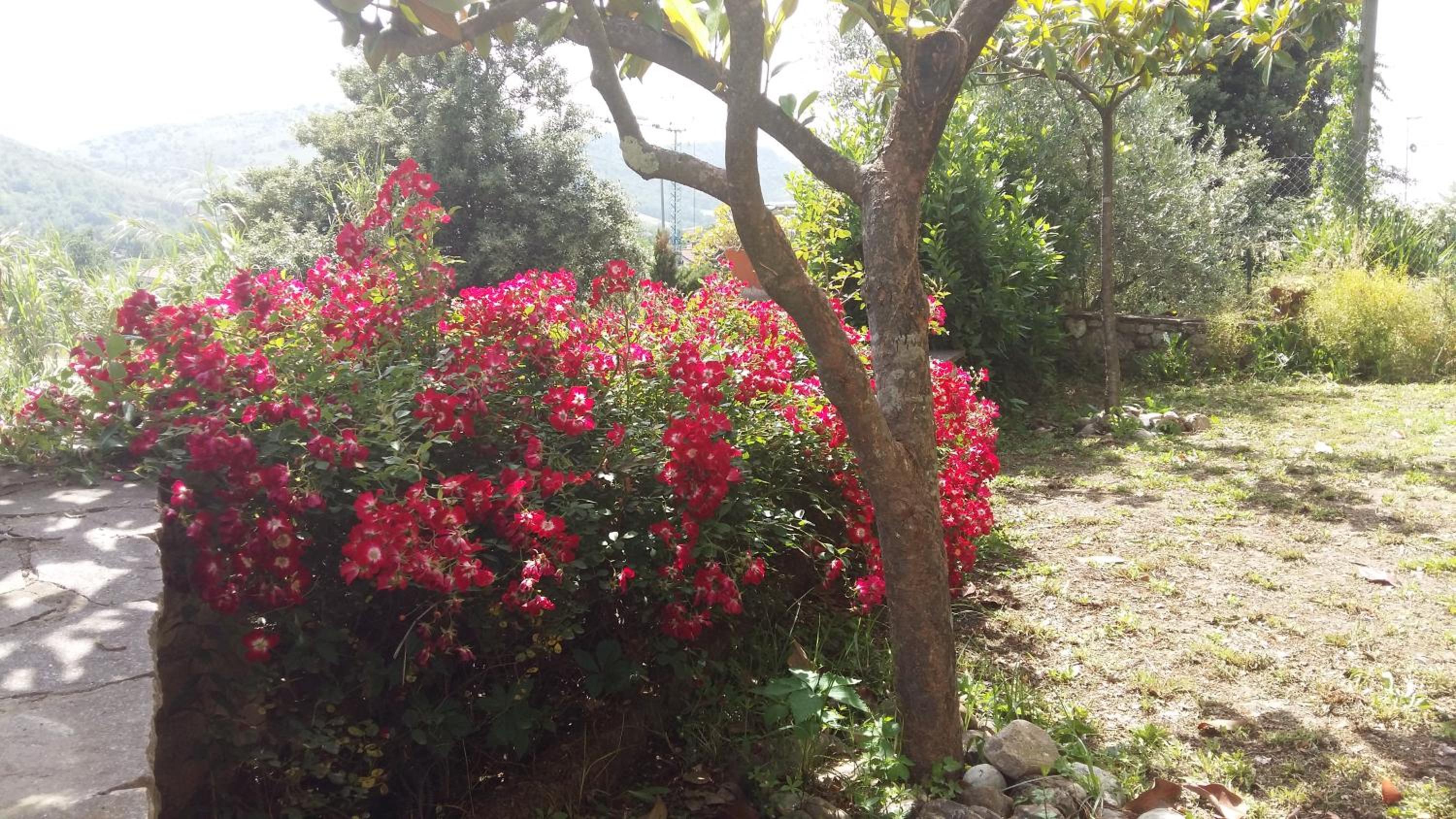 LILIUM HOUSE ARCE view 5