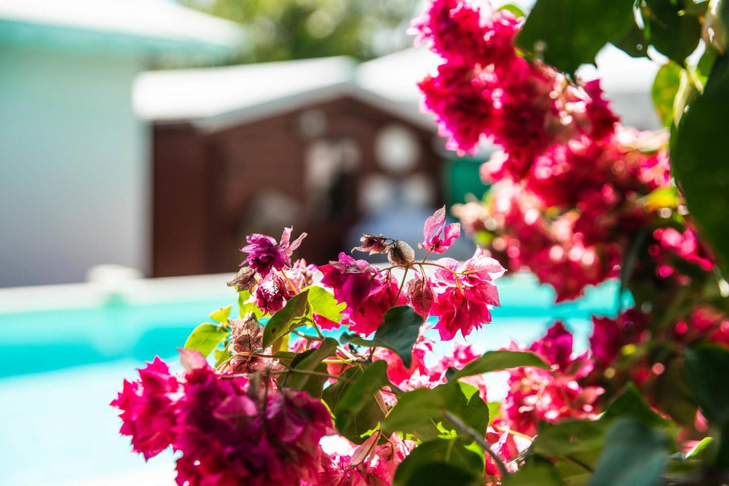 Villa La Plumeria view 4