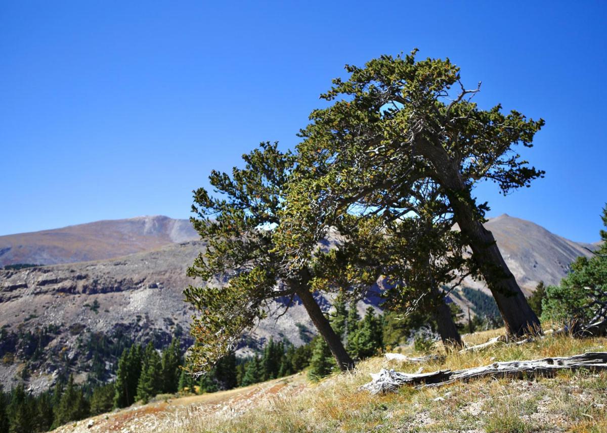 Bristlecone Cabin