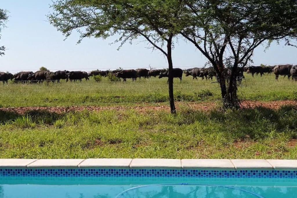 Lindi Lodge, Mjejane Game Reserve view 3