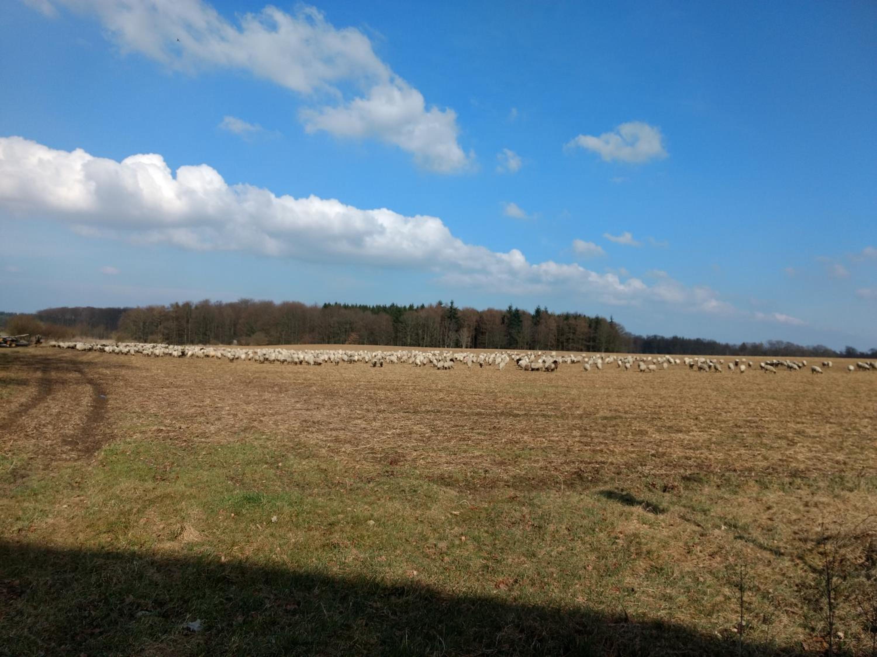 Fewo Haus Patze