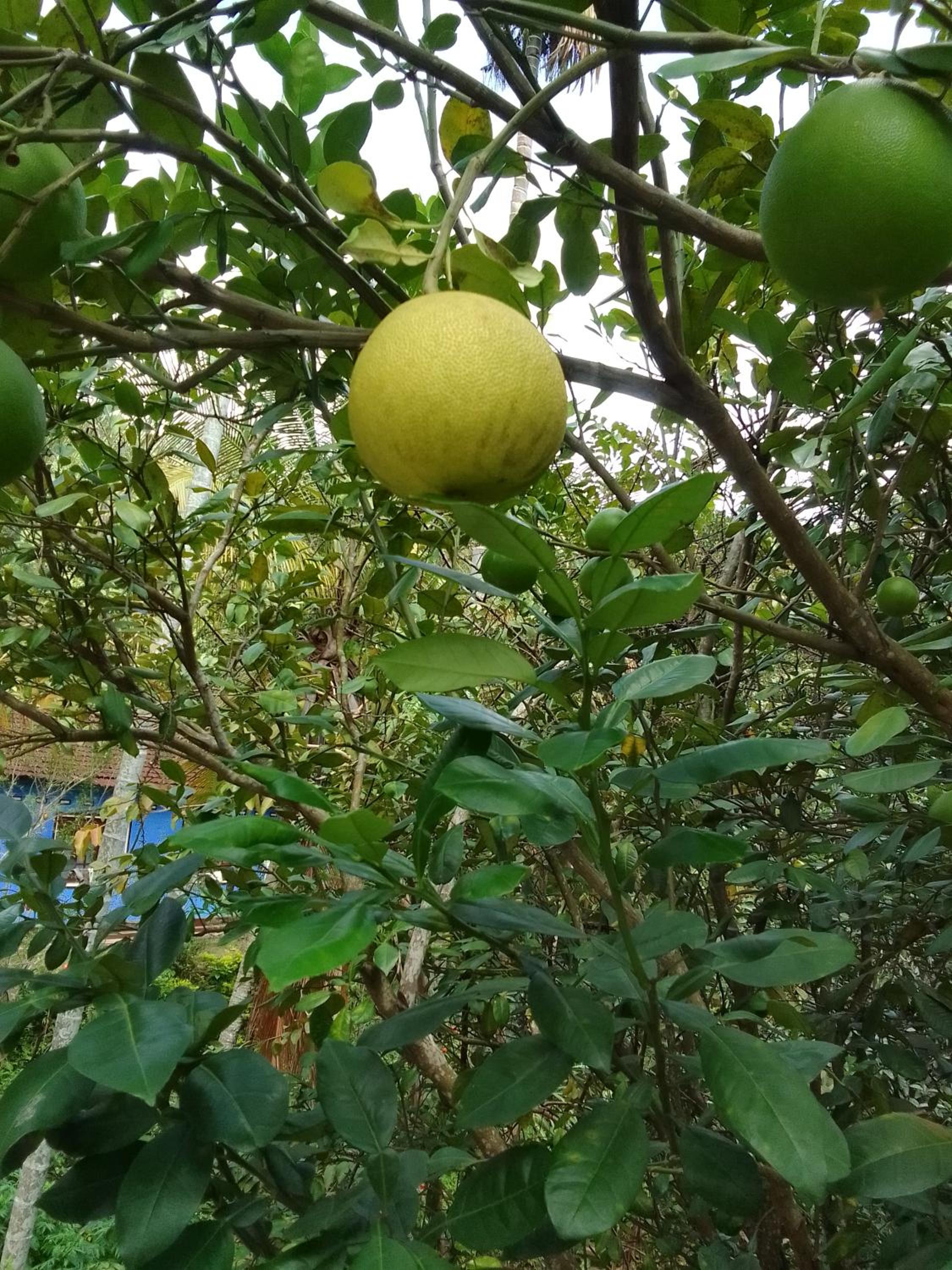 Nature's Rest