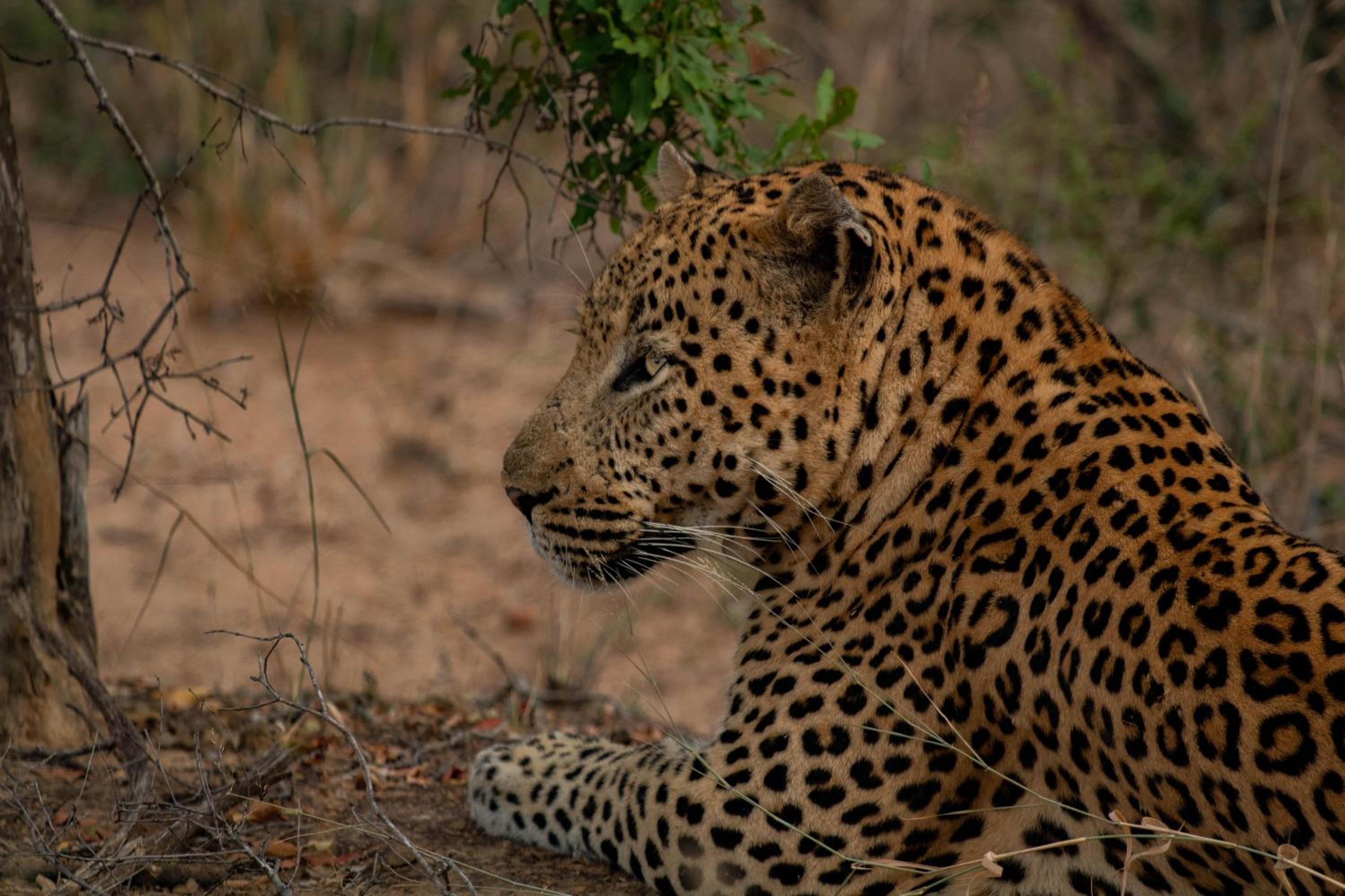 Kapama Buffalo Camp