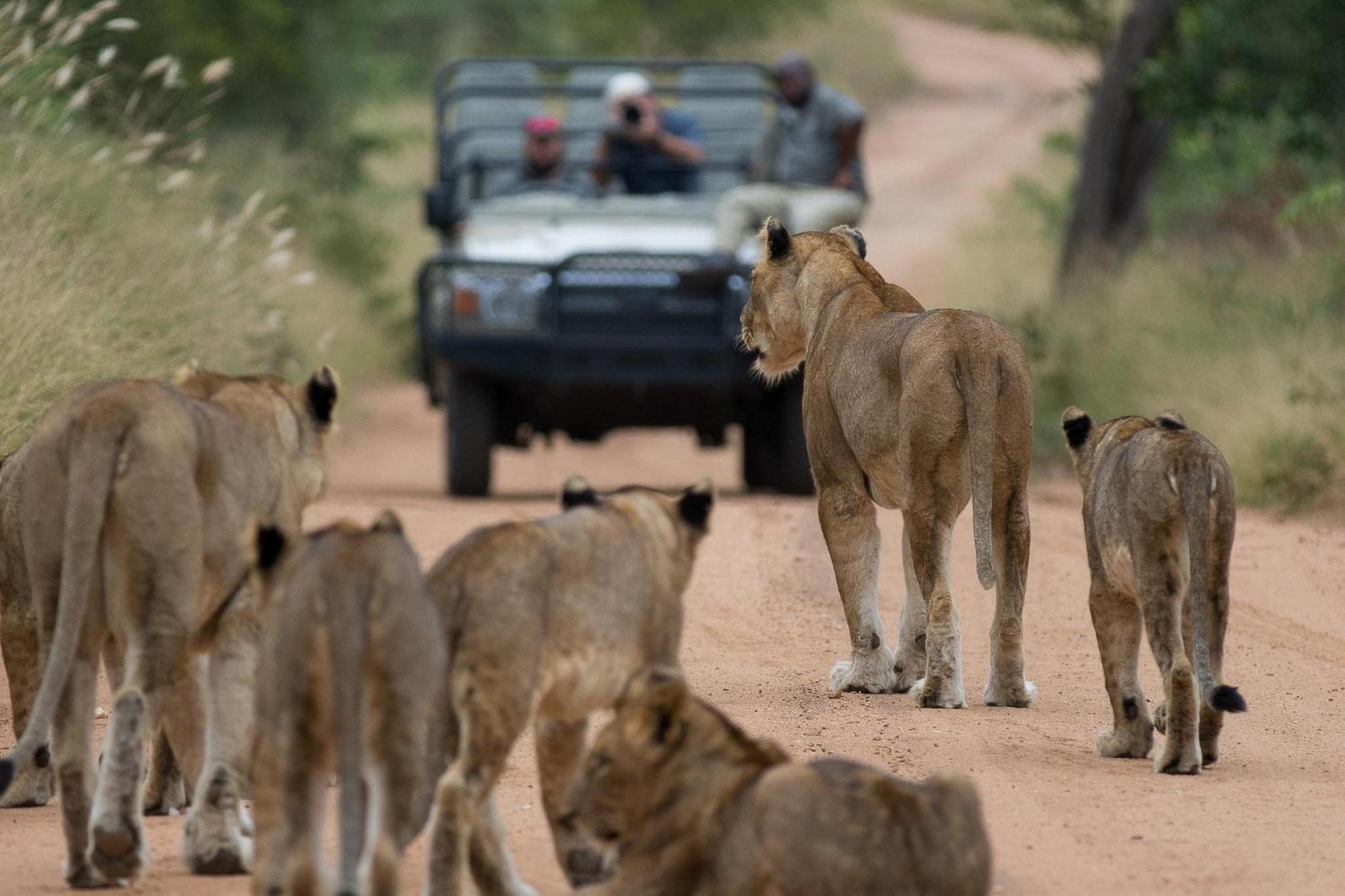 Kapama Buffalo Camp