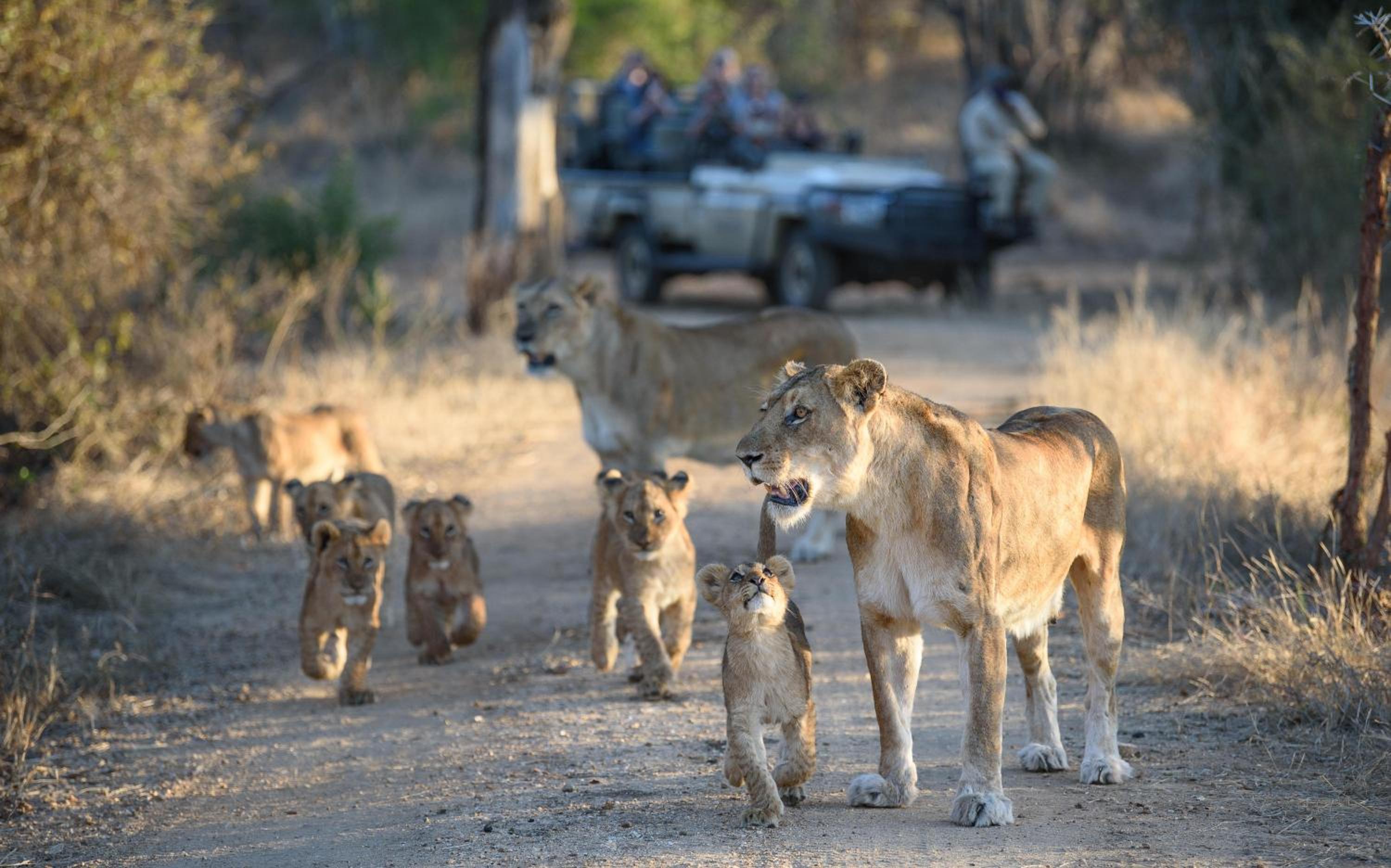 Kapama Buffalo Camp