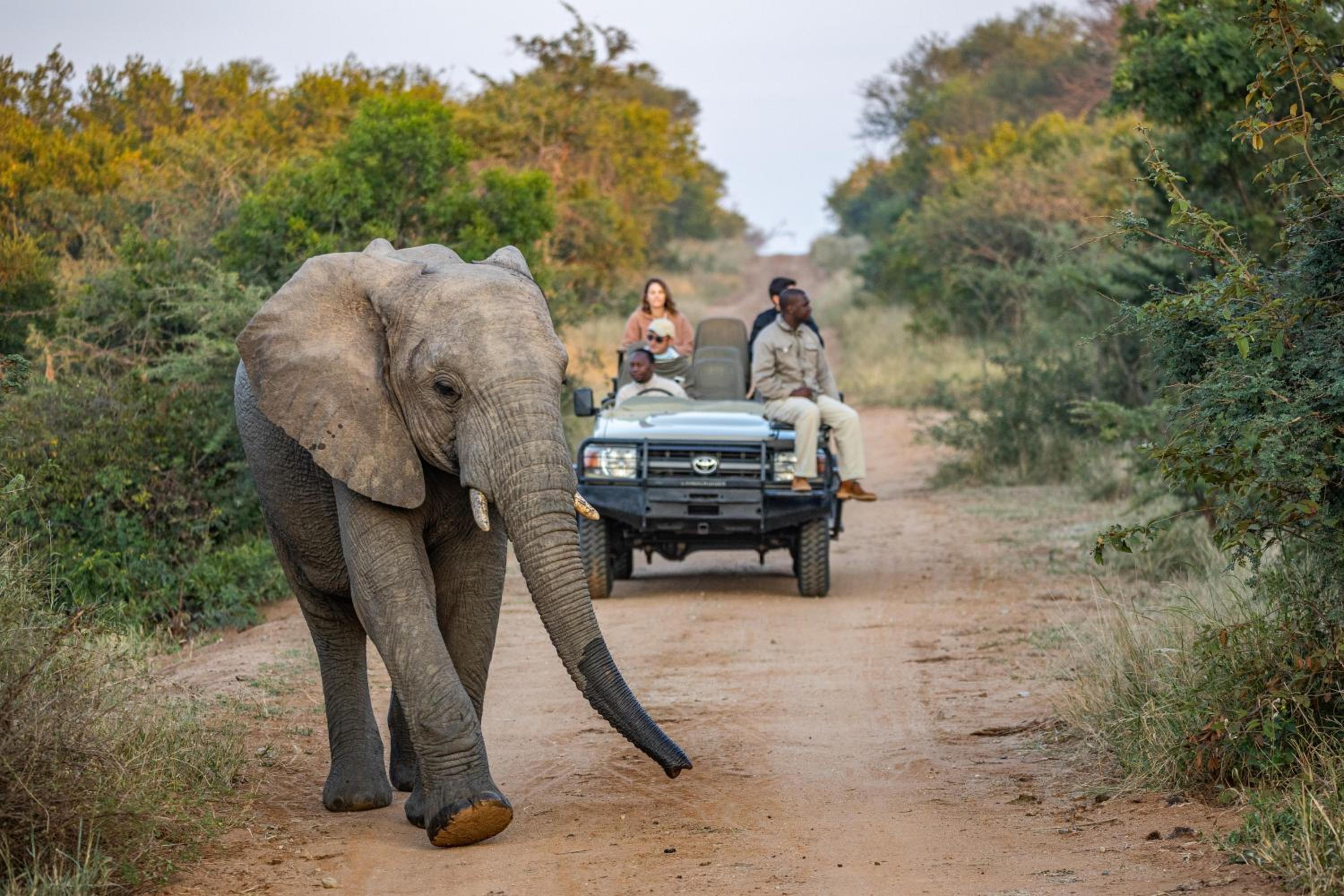 Kapama Buffalo Camp