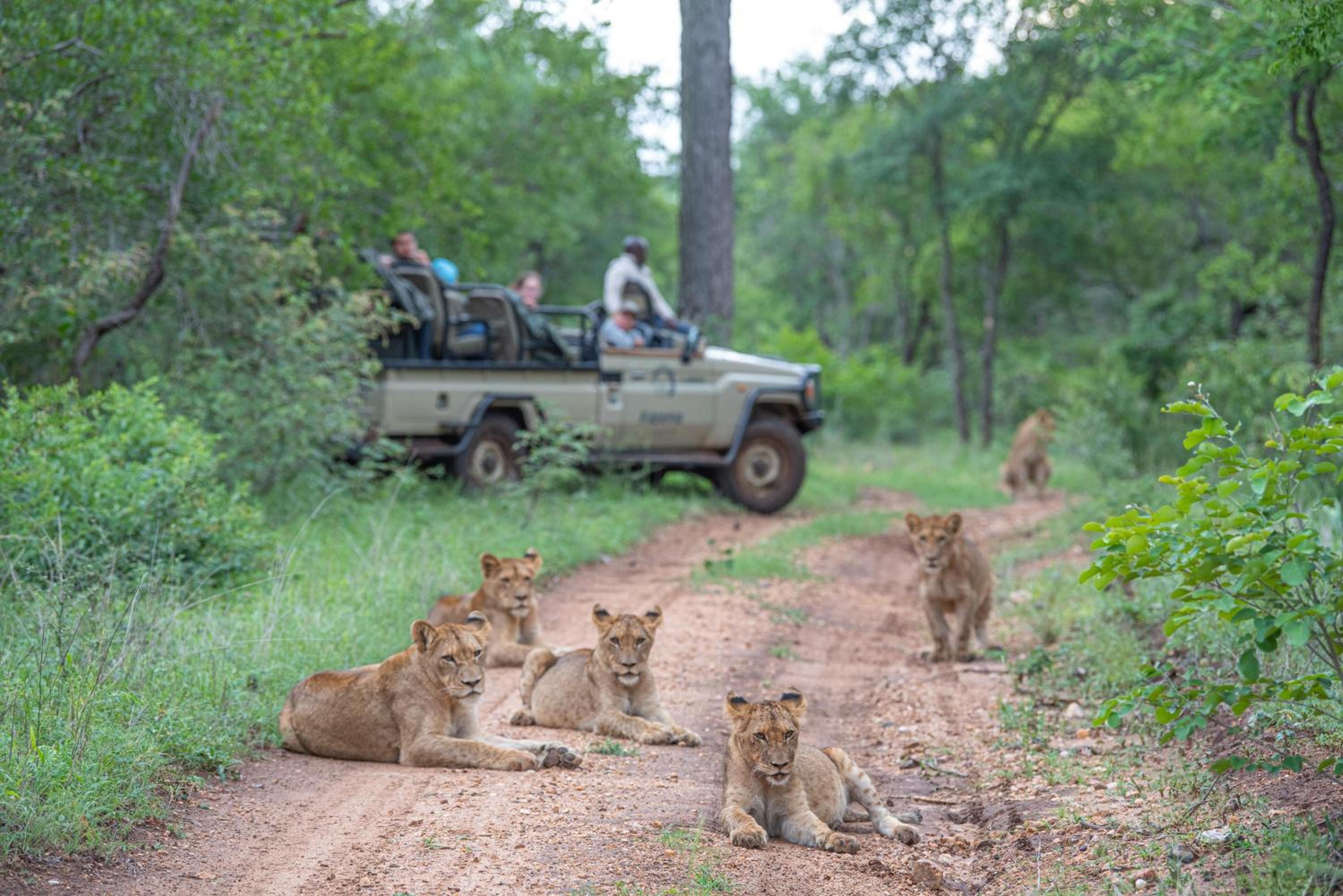 Kapama Buffalo Camp