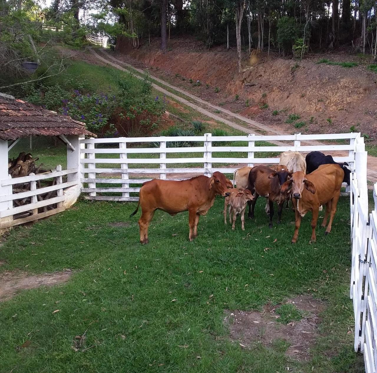 Chales Vinhas da Harmonia l Pousada em Cunha SP