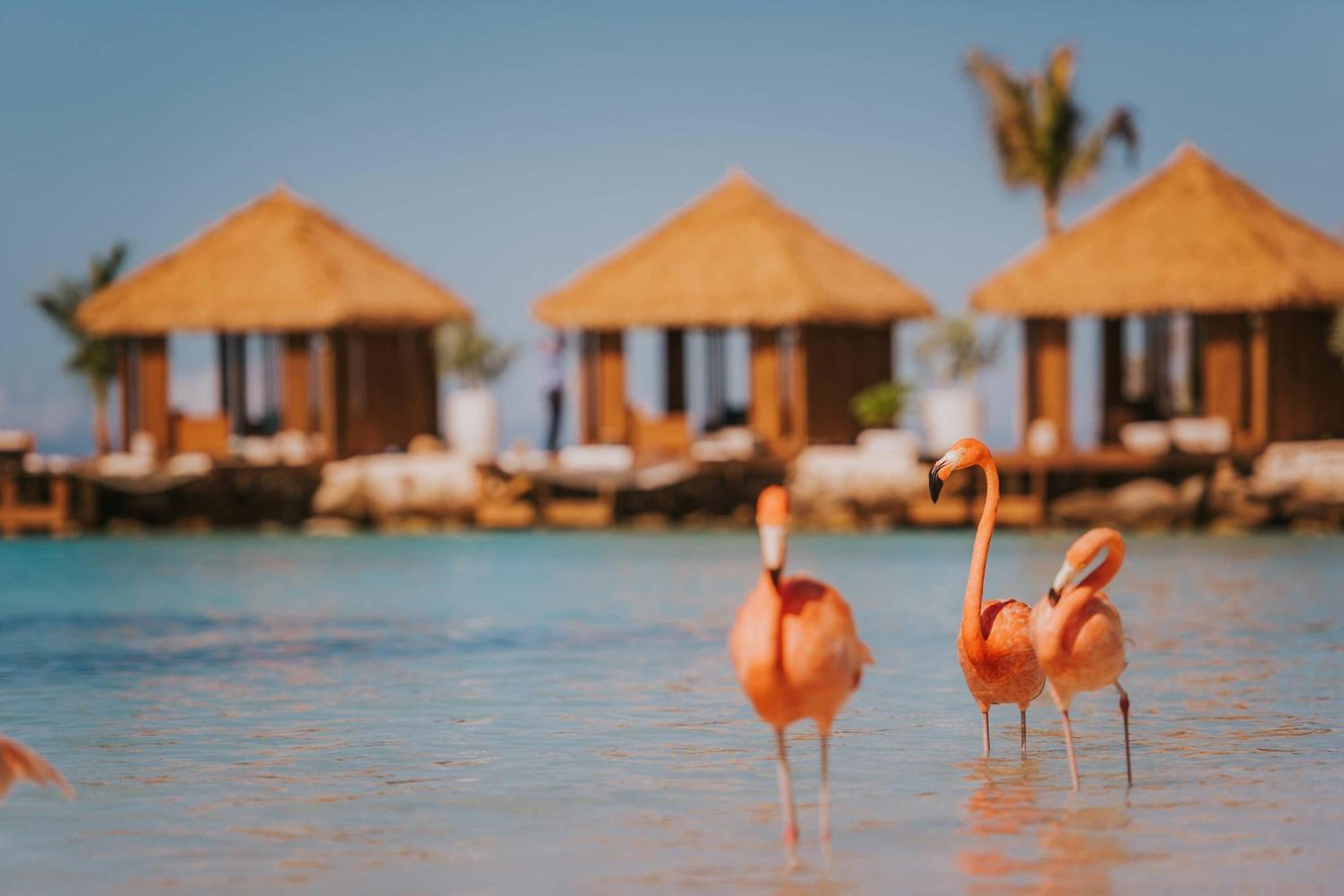 Aruba Vacations - Renaissance Wind Creek Aruba Resort - Property Image 4