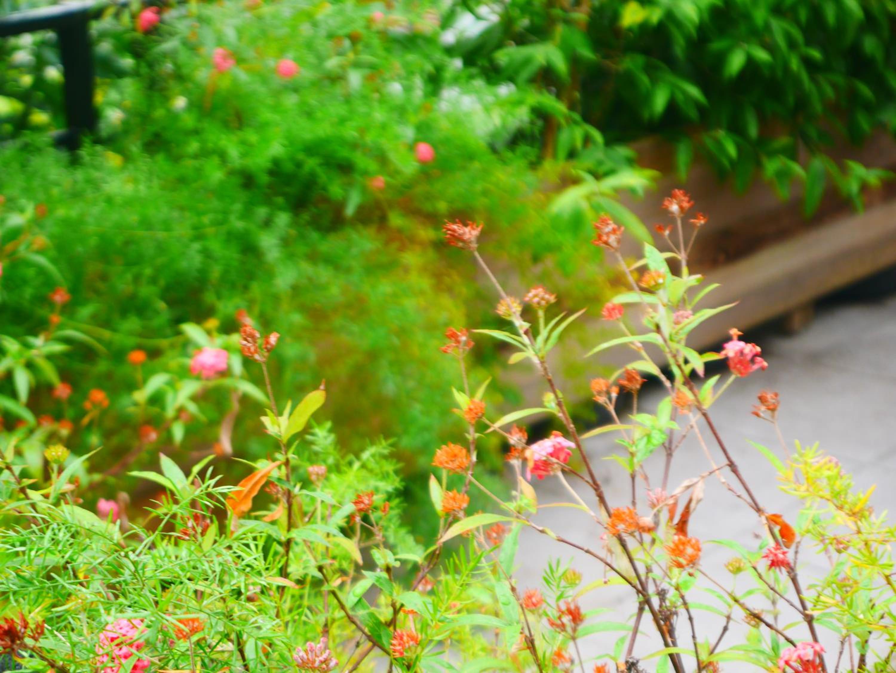 Photo 44