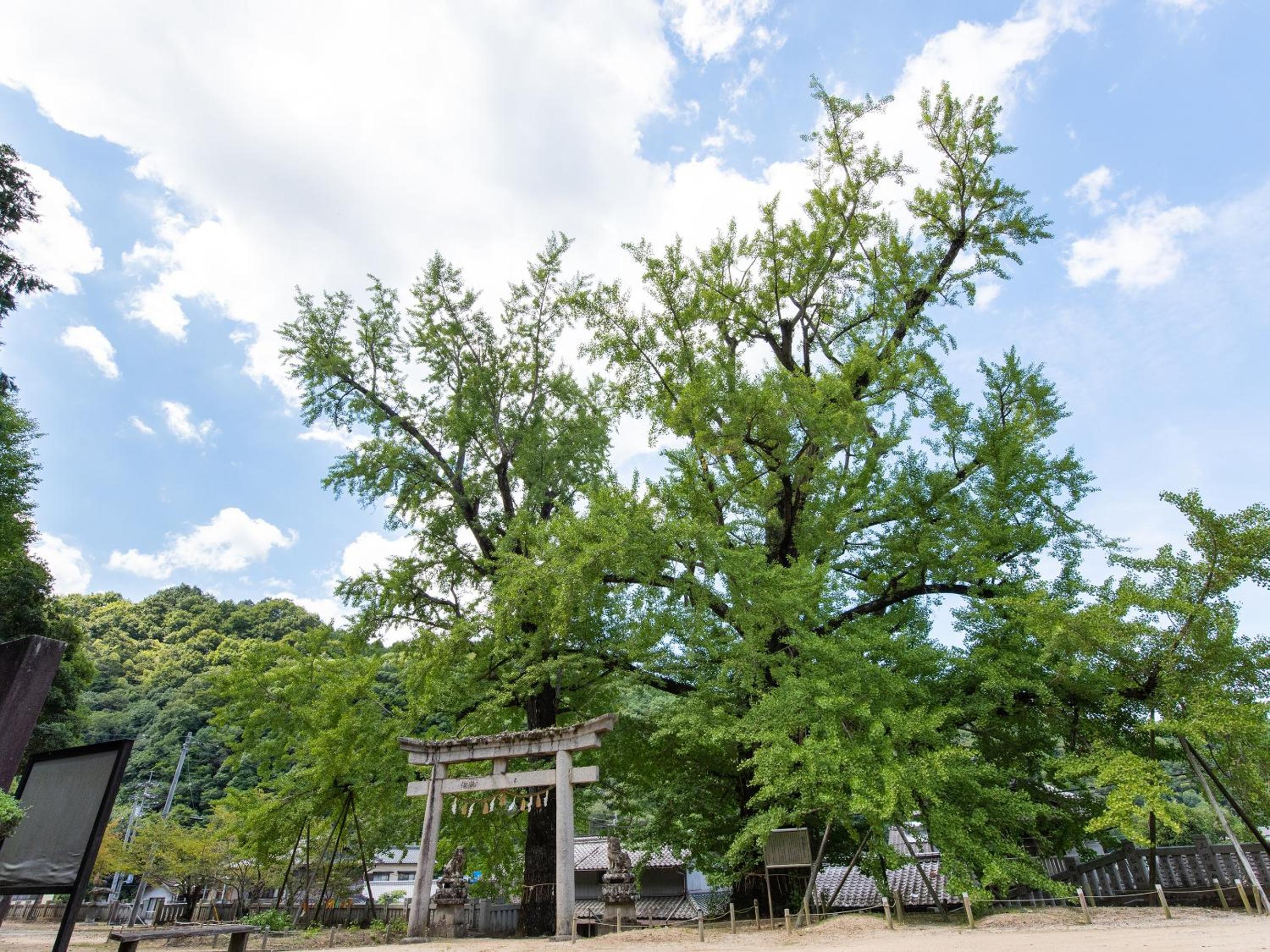 Shin Kabakawa Kanko Hotel