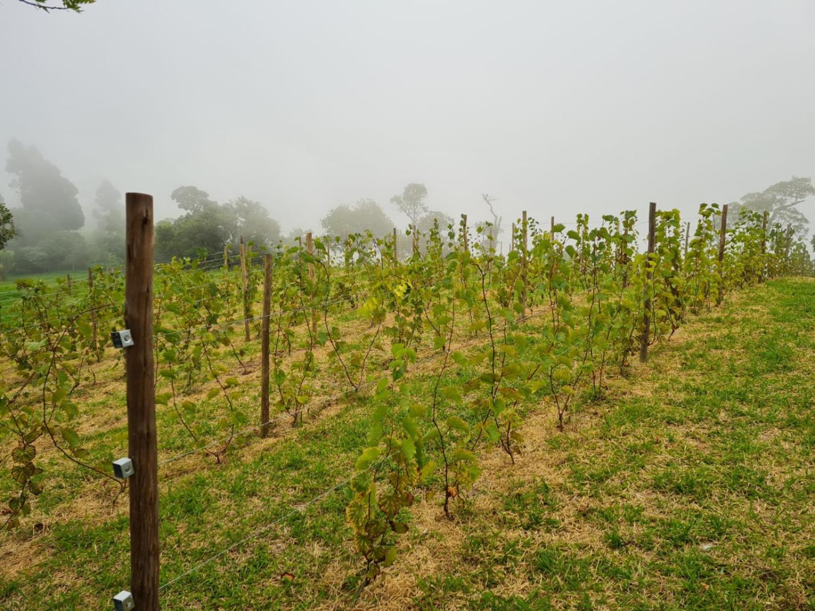 Chales Vinhas da Harmonia l Pousada em Cunha SP