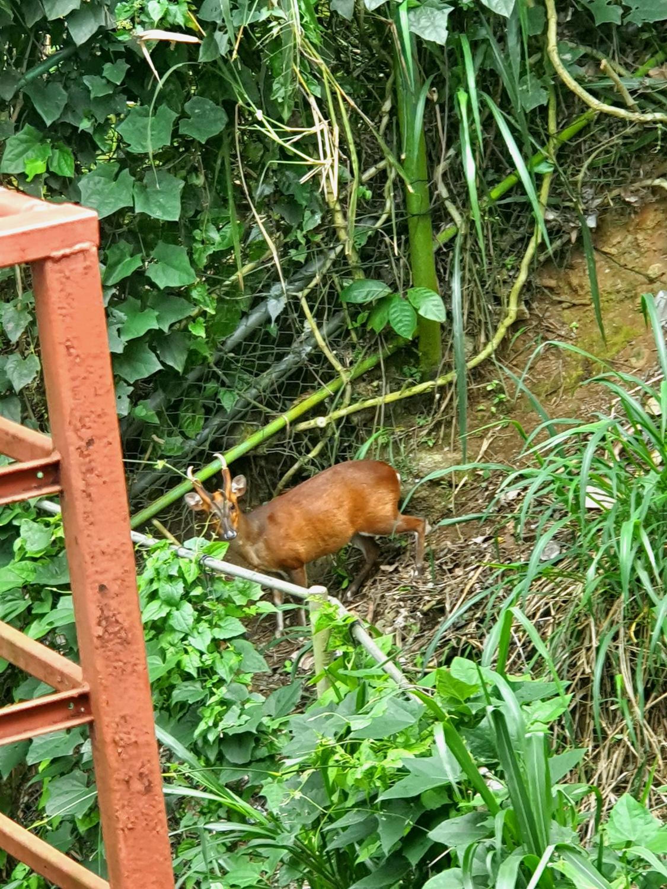 Nature Walk Resort