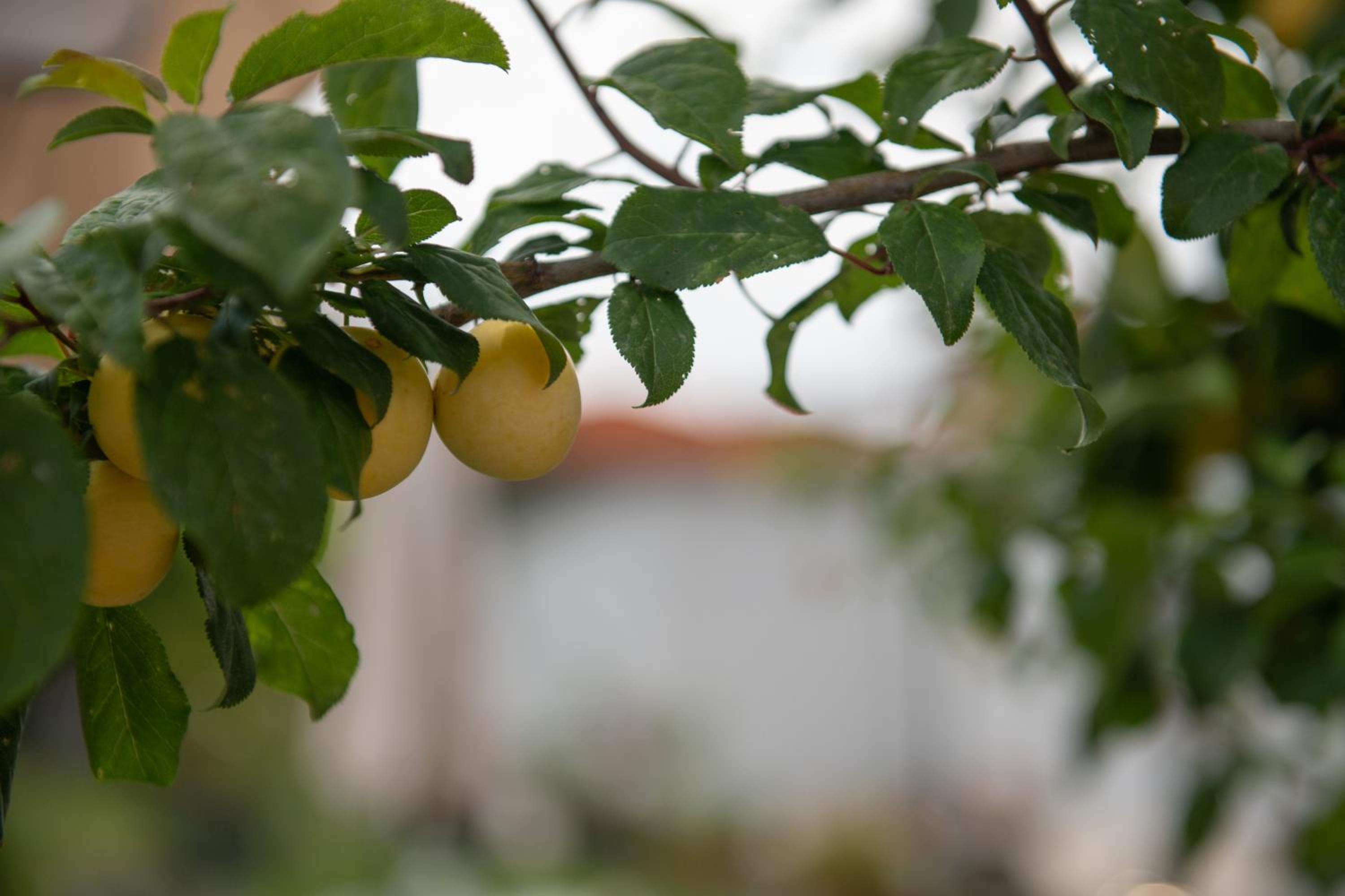 Agrikia tis Vasilikis
