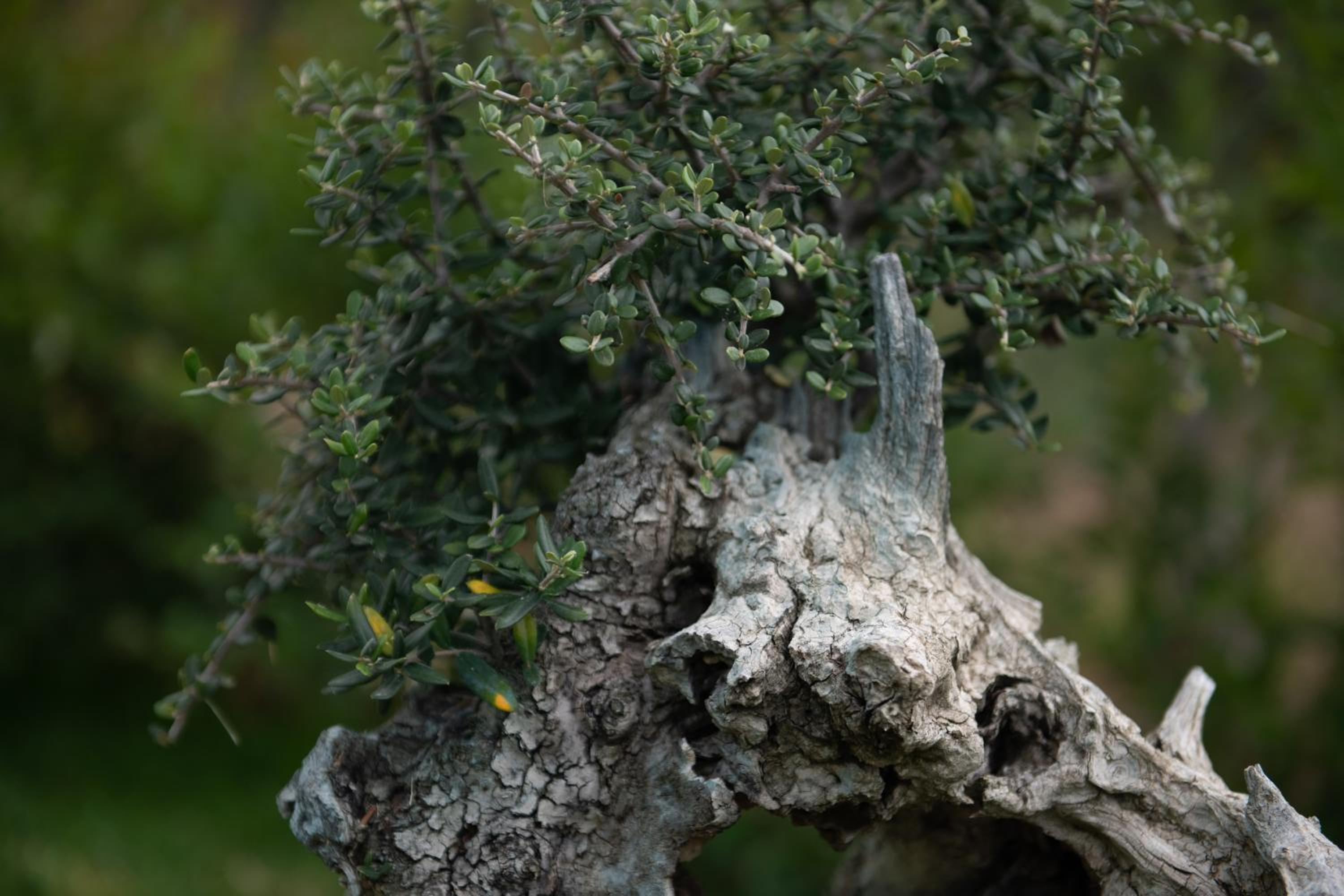 Agrikia tis Vasilikis