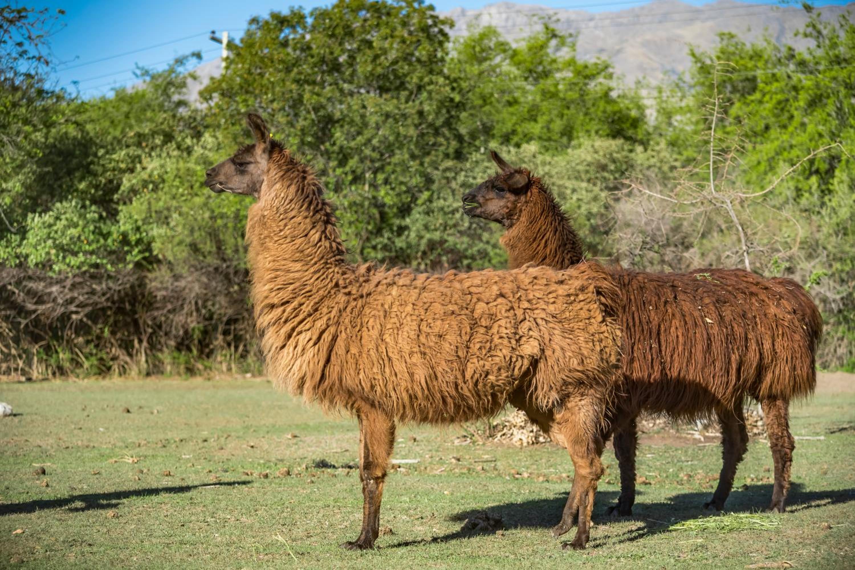 Posada El Pucara