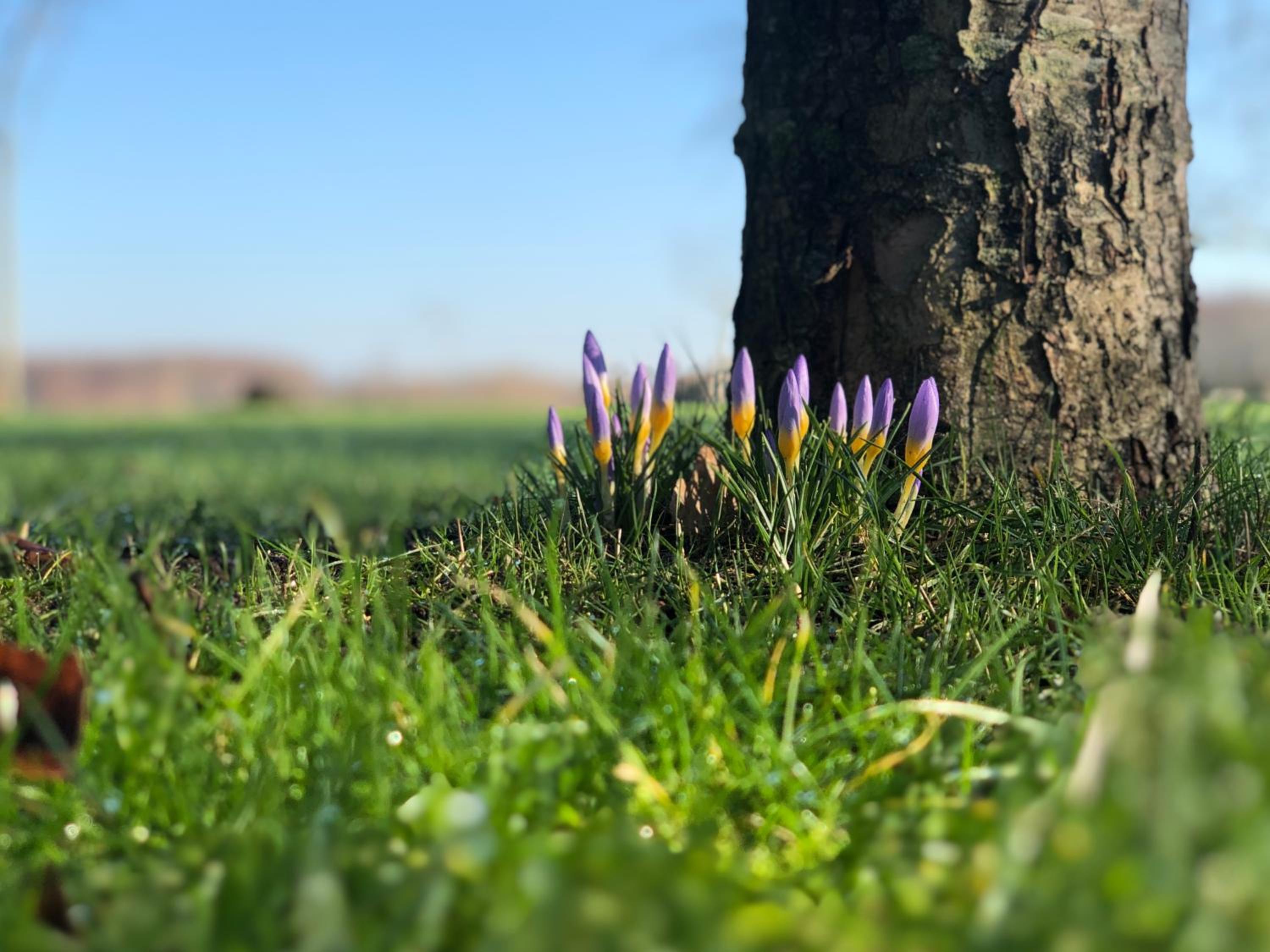 IJsselgoud