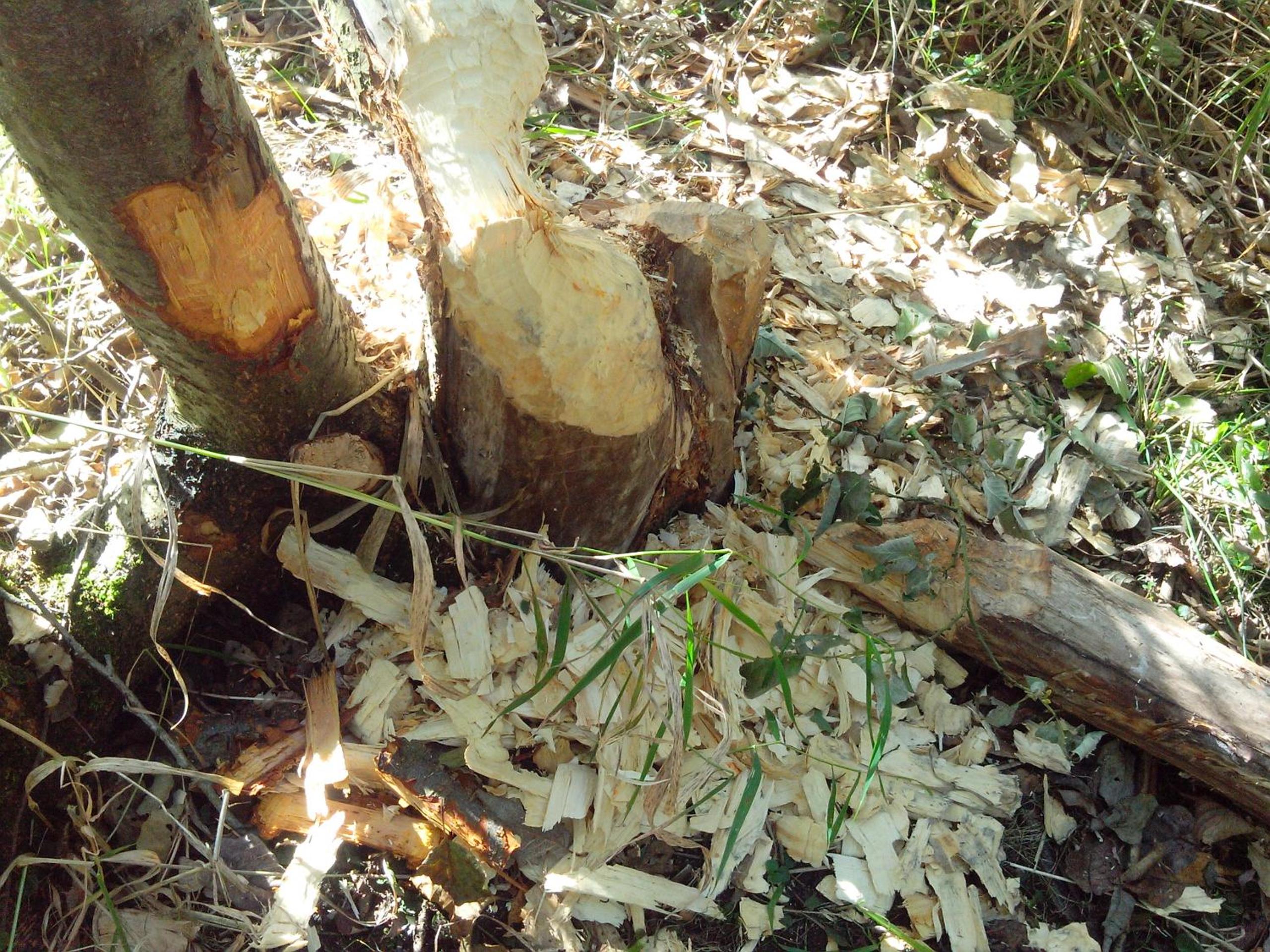 Photo 43