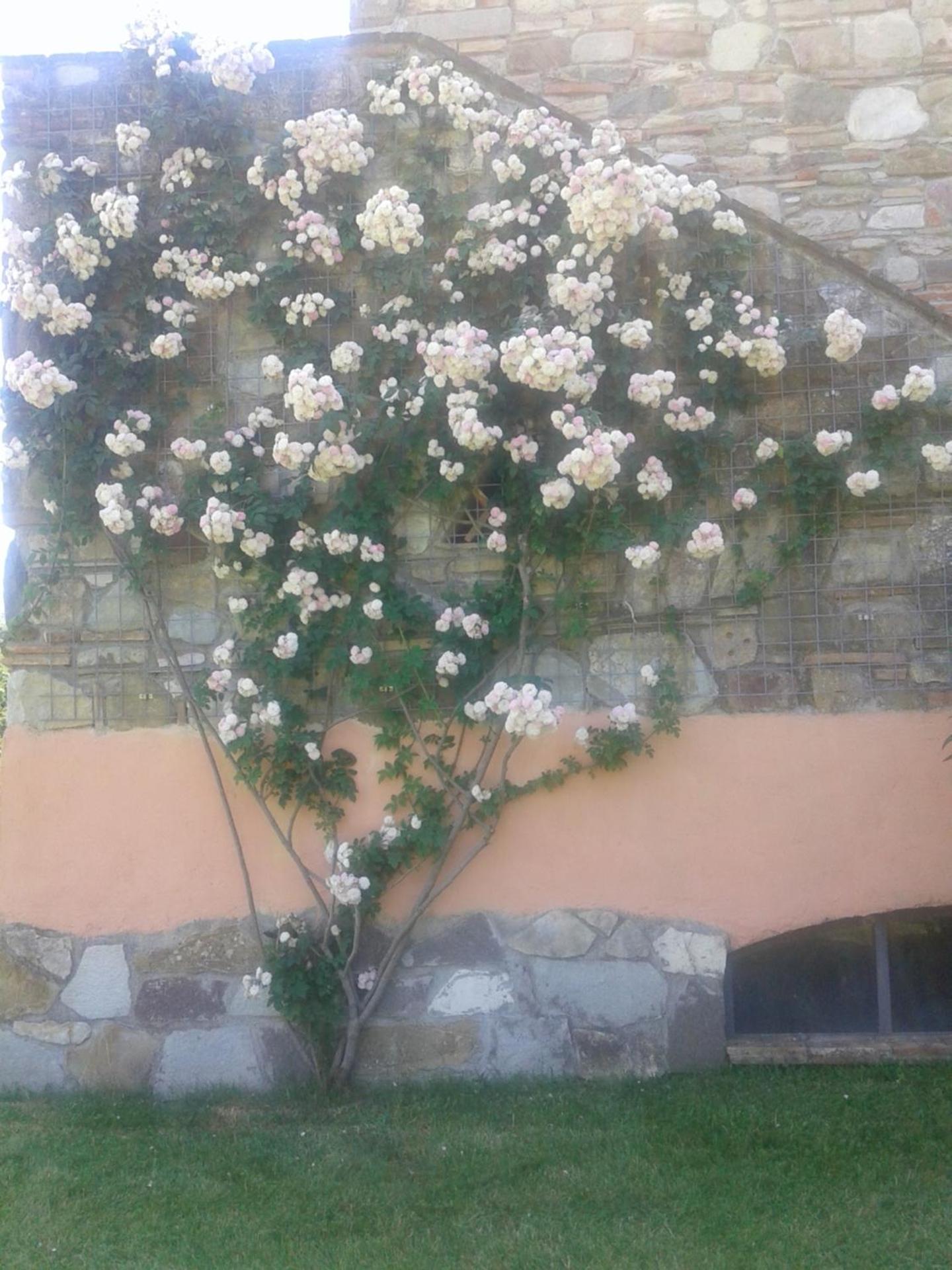 Photo 52
