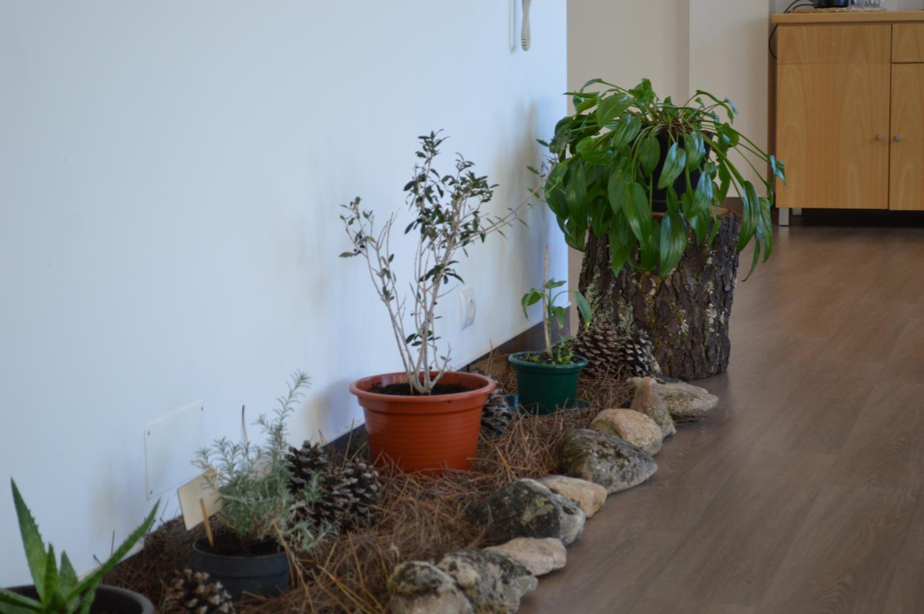 Centro Rewilding