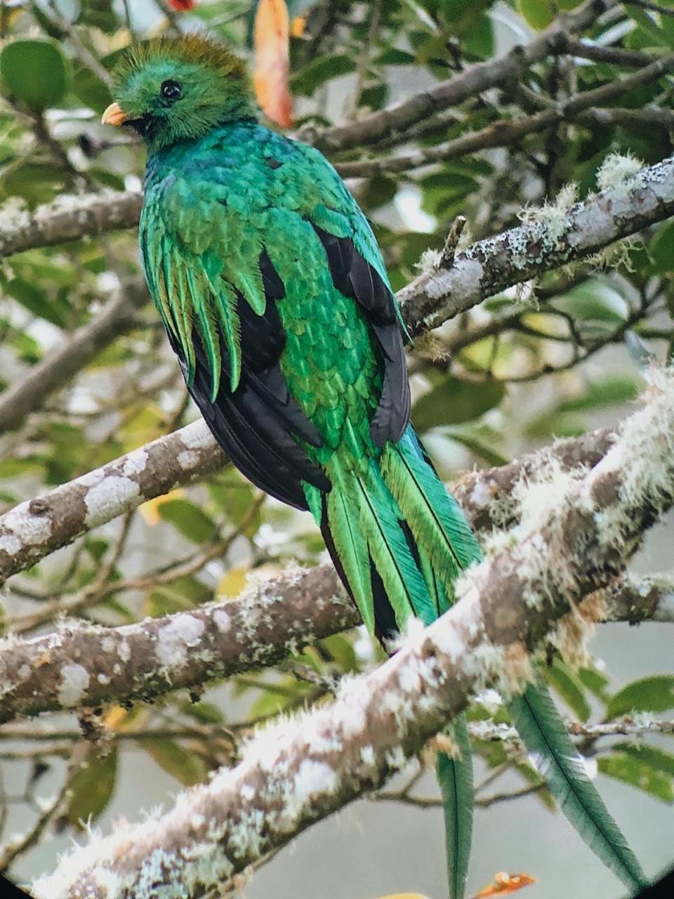Trogon Lodge