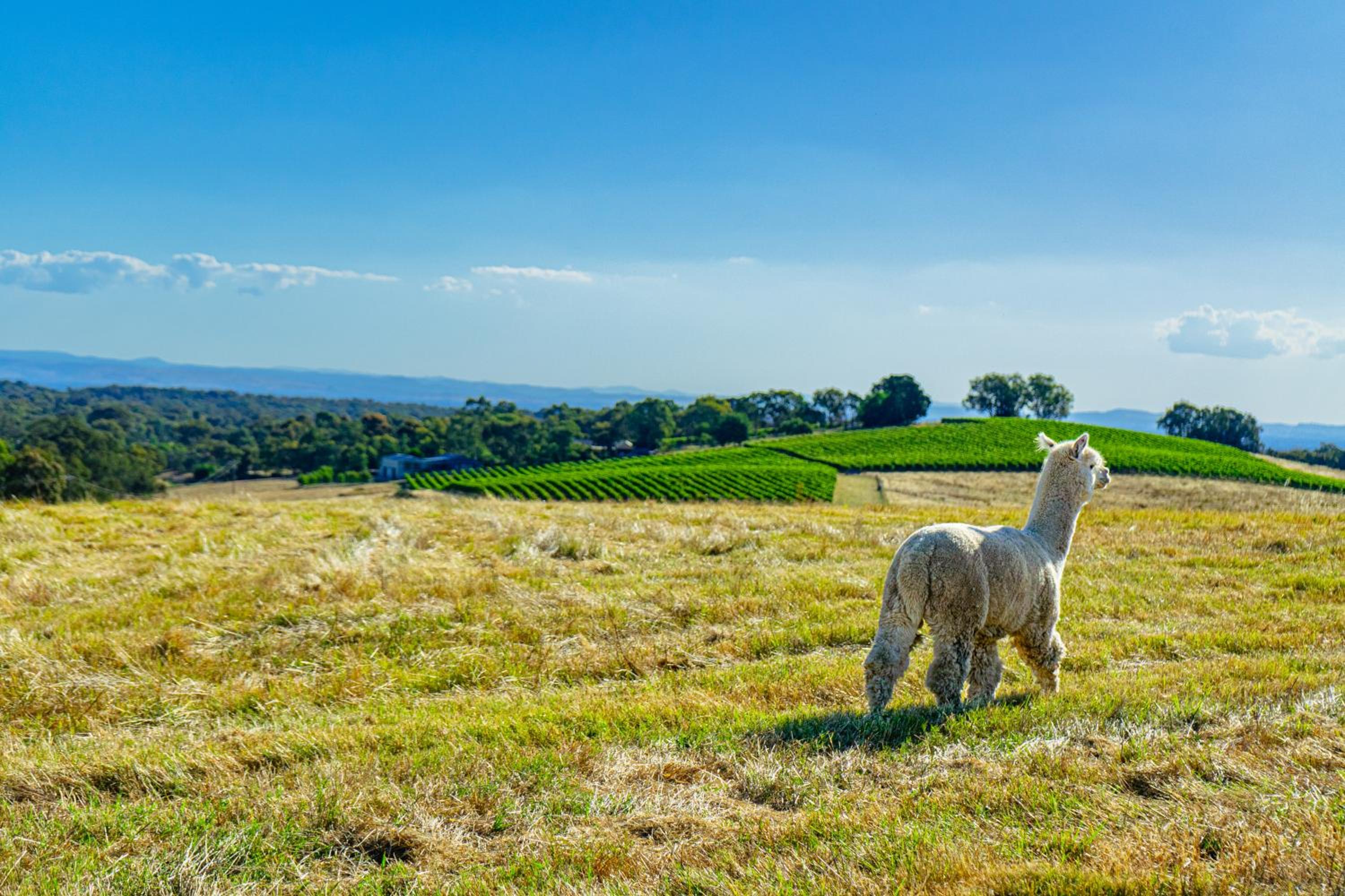 Glenbosch Wine Estate Farm Stays