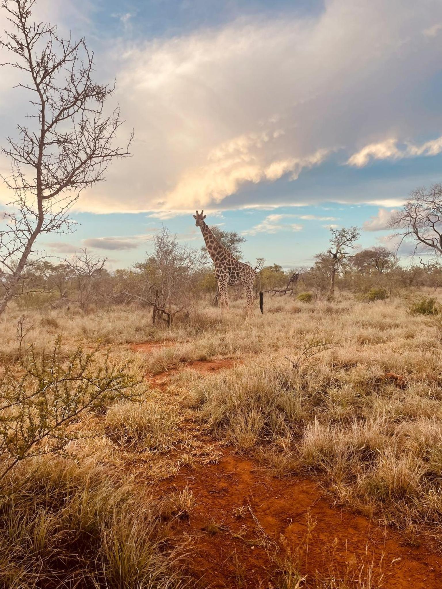 Wild Dog Guest Lodge view 5