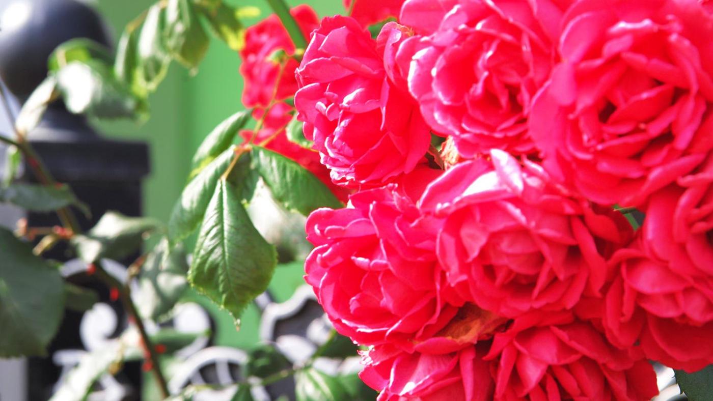 Ever Rose Pension view 5