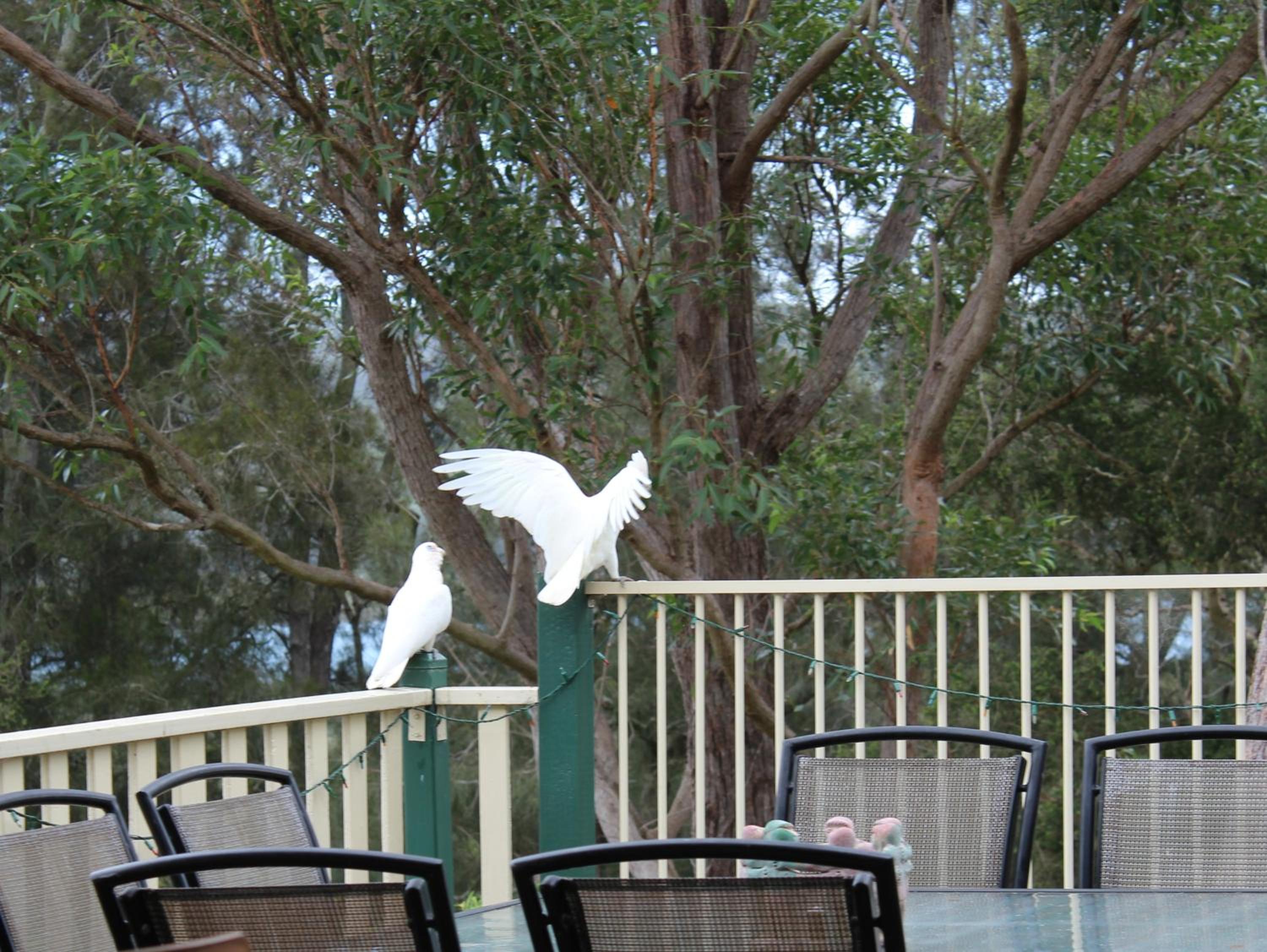 Blue Gum Cottage on Bay