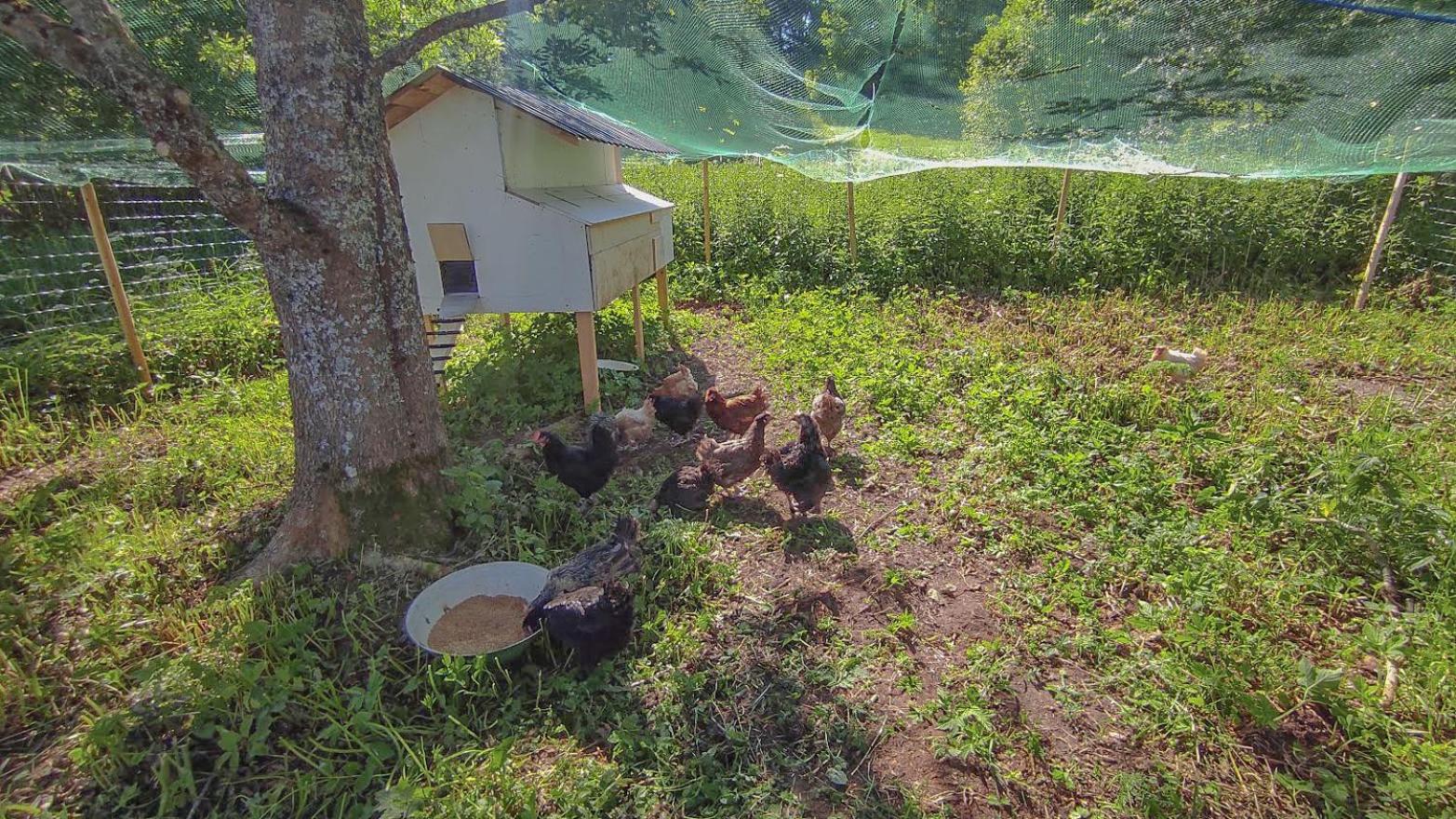 Vēsturiska viensēta Kārkliņi