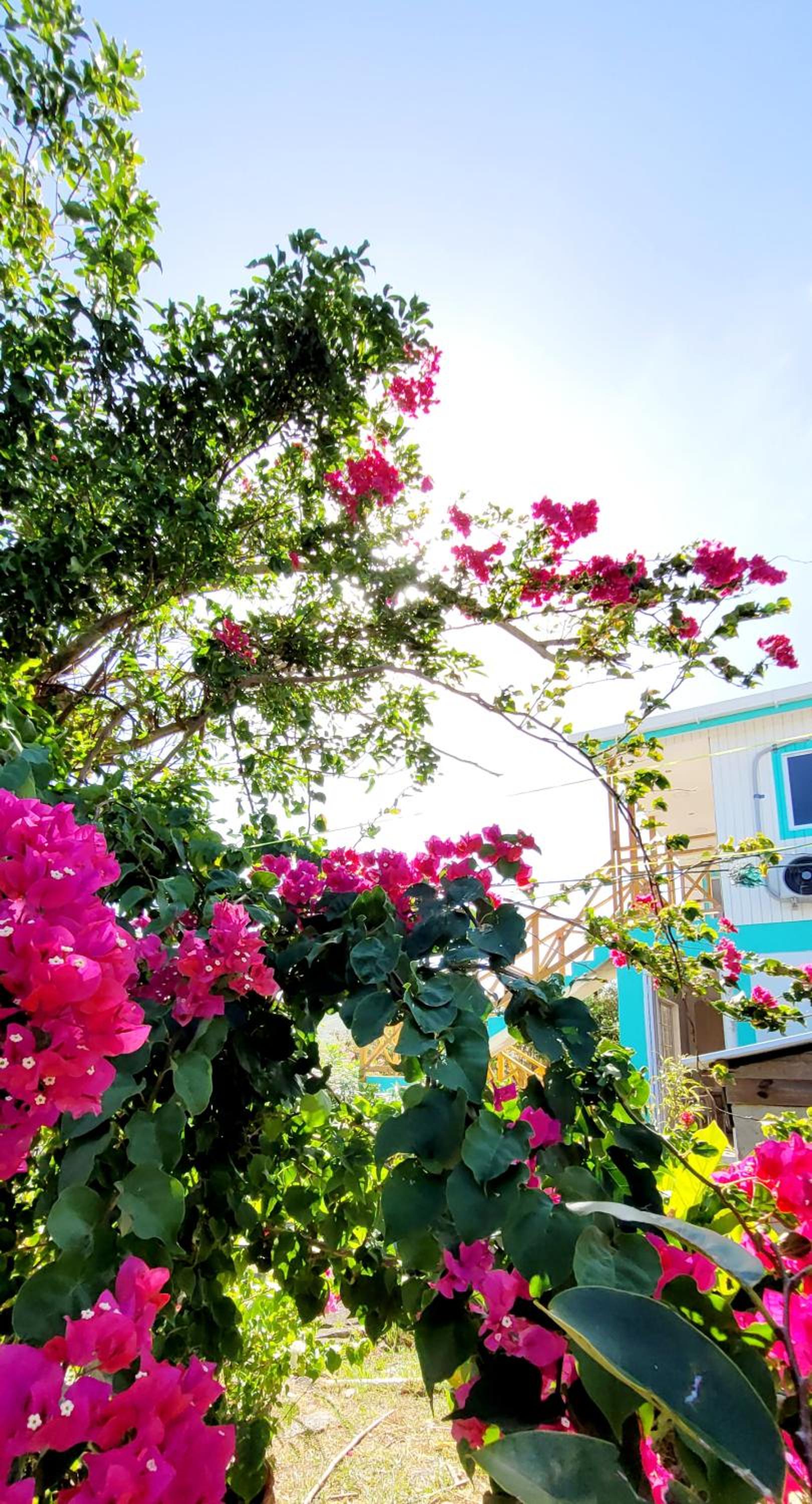Colorful Garden House