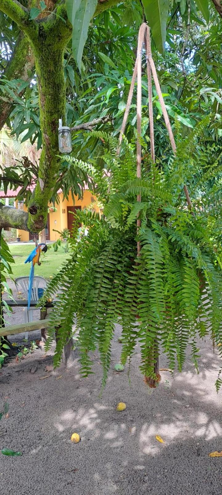 Casa Recanto das Mangueiras Japaratinga - Alagoas