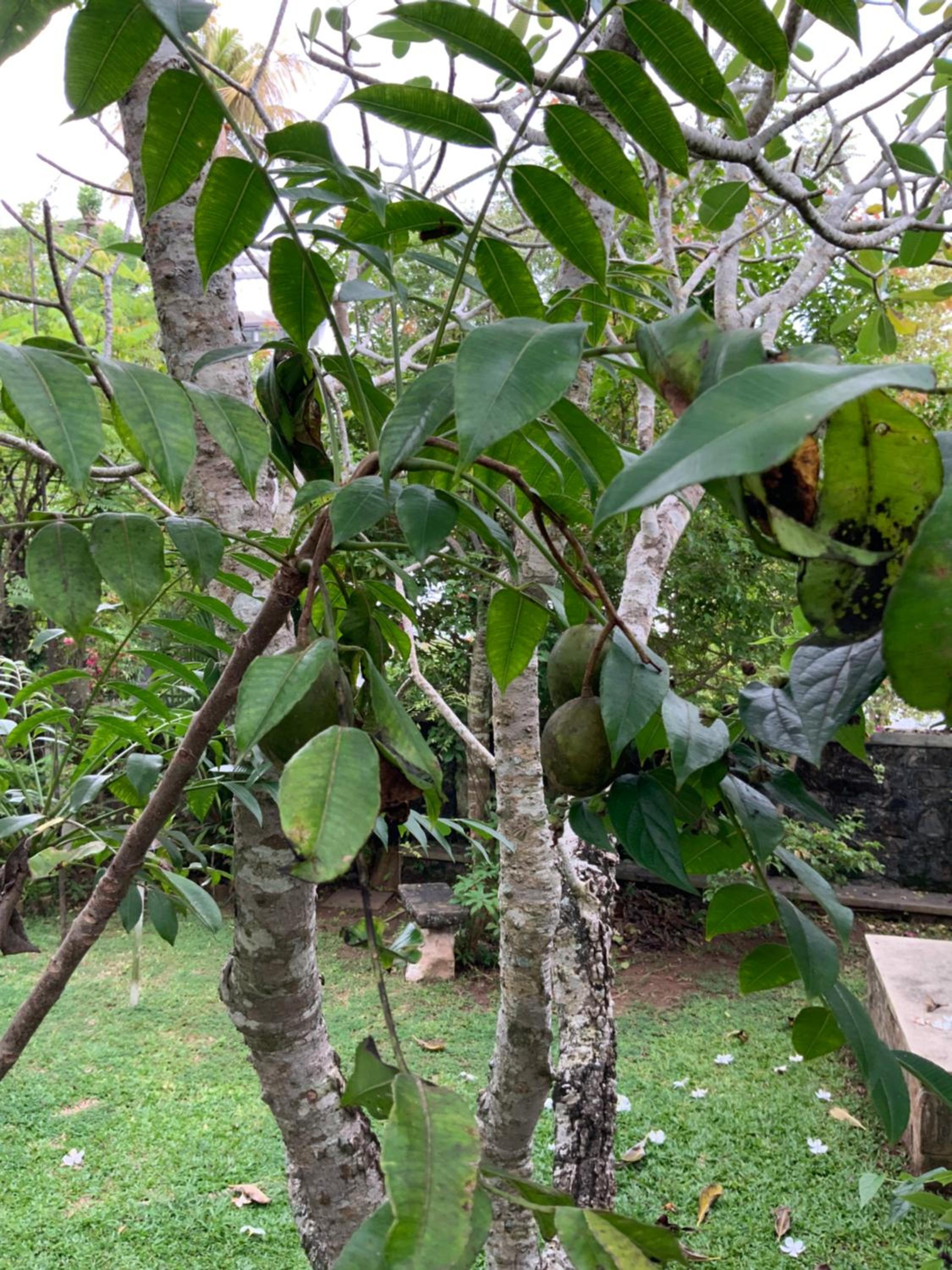 Lali Villa & Fruit Garden