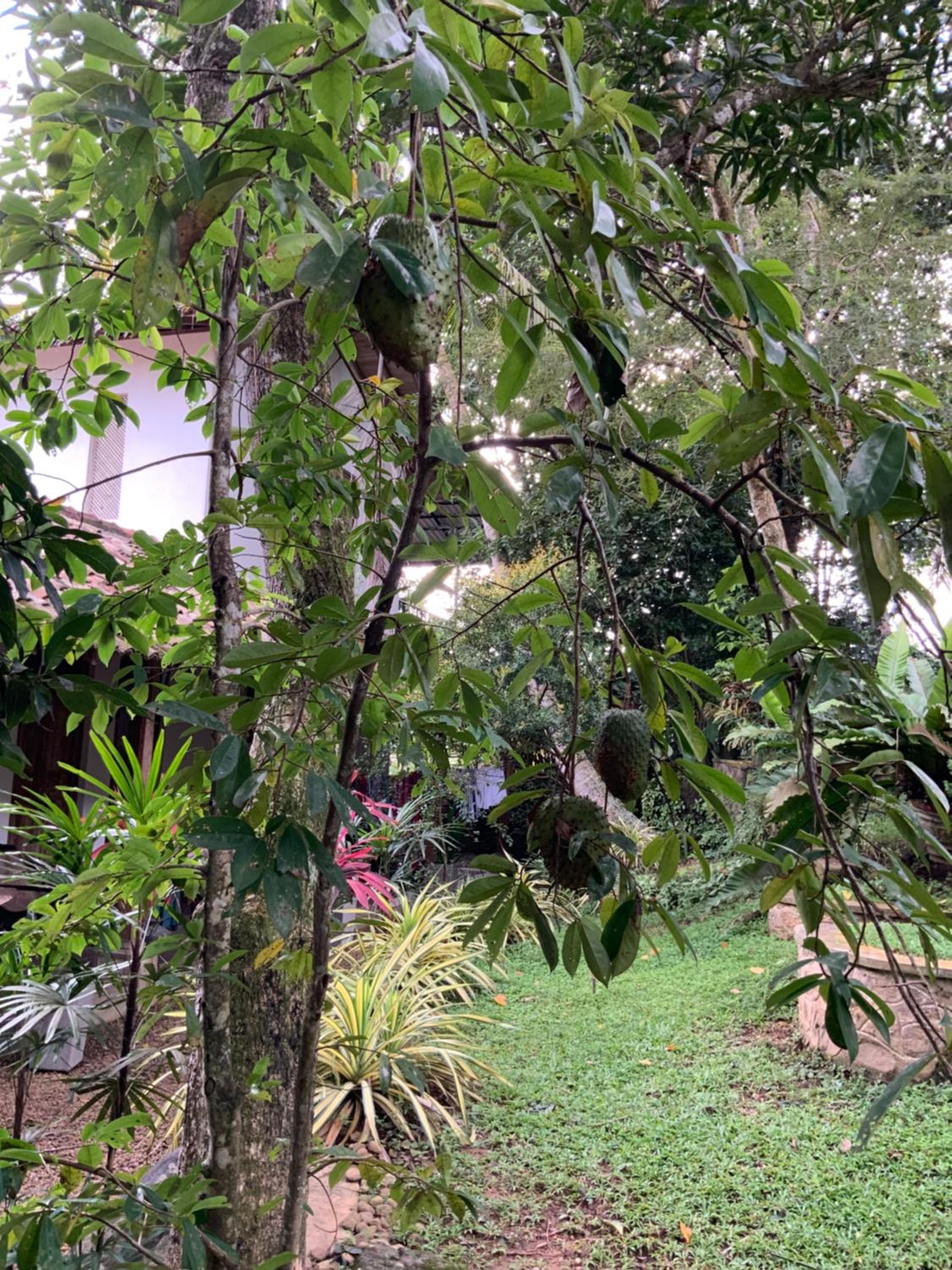 Lali Villa & Fruit Garden