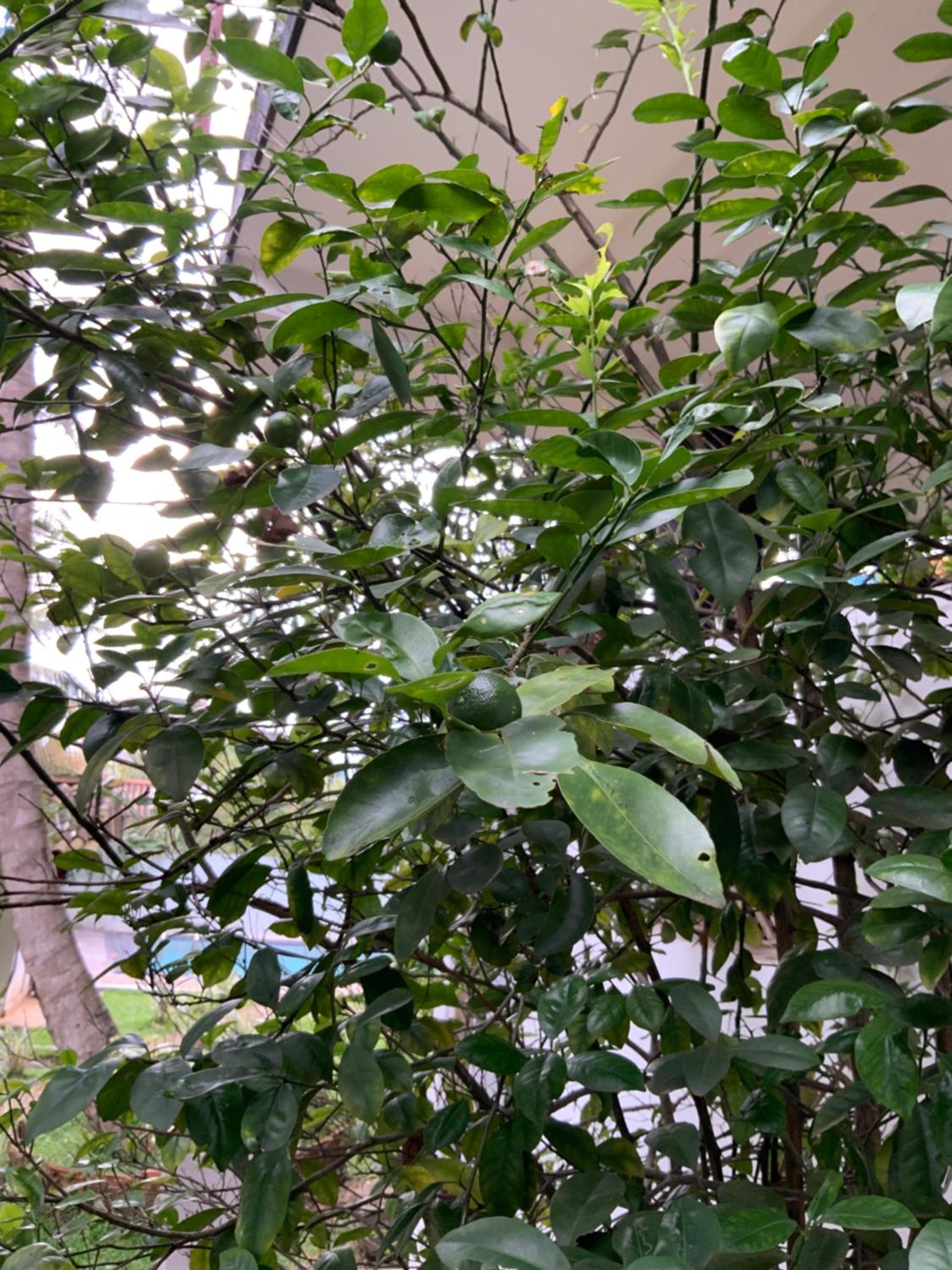Lali Villa & Fruit Garden
