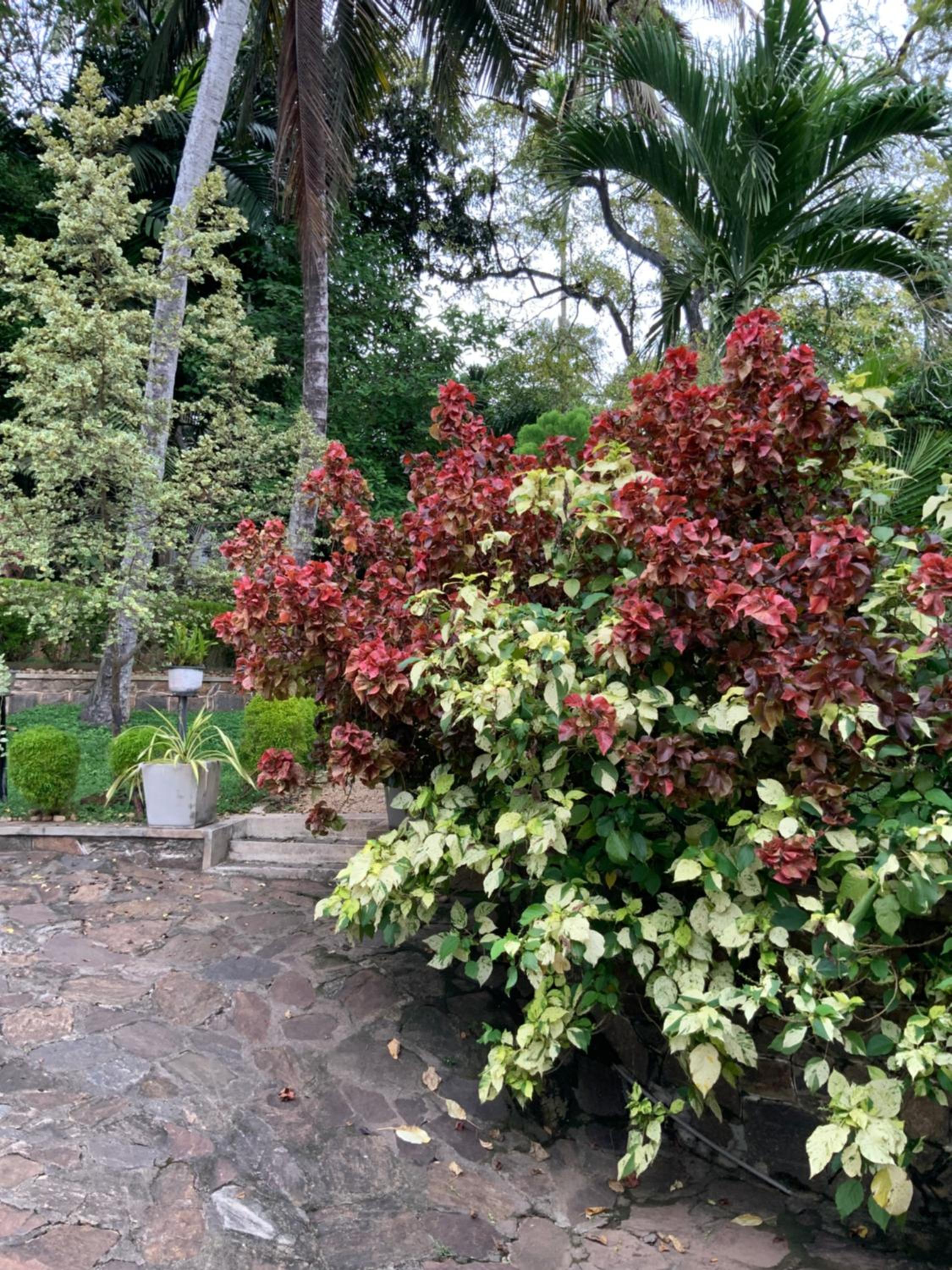 Lali Villa & Fruit Garden