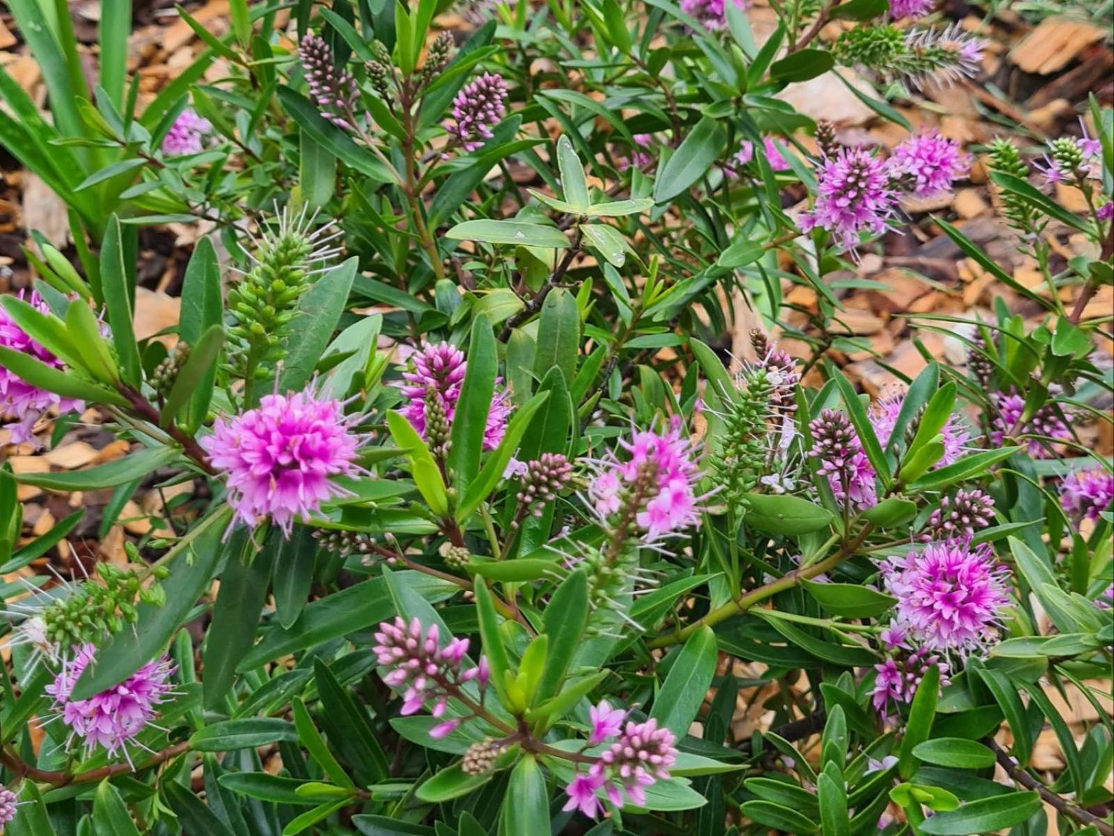 Kolonie's Tuin
