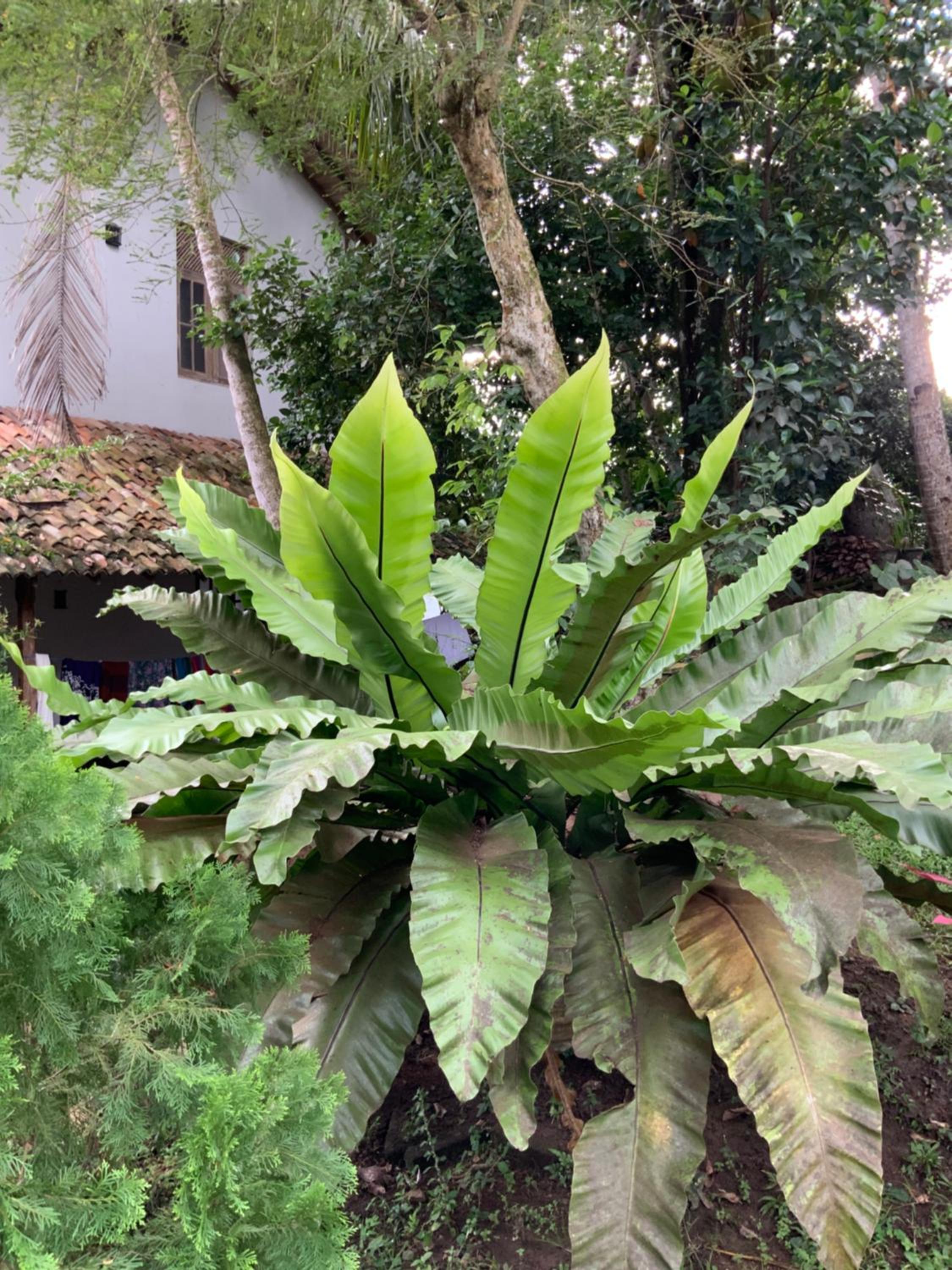 Lali Villa & Fruit Garden
