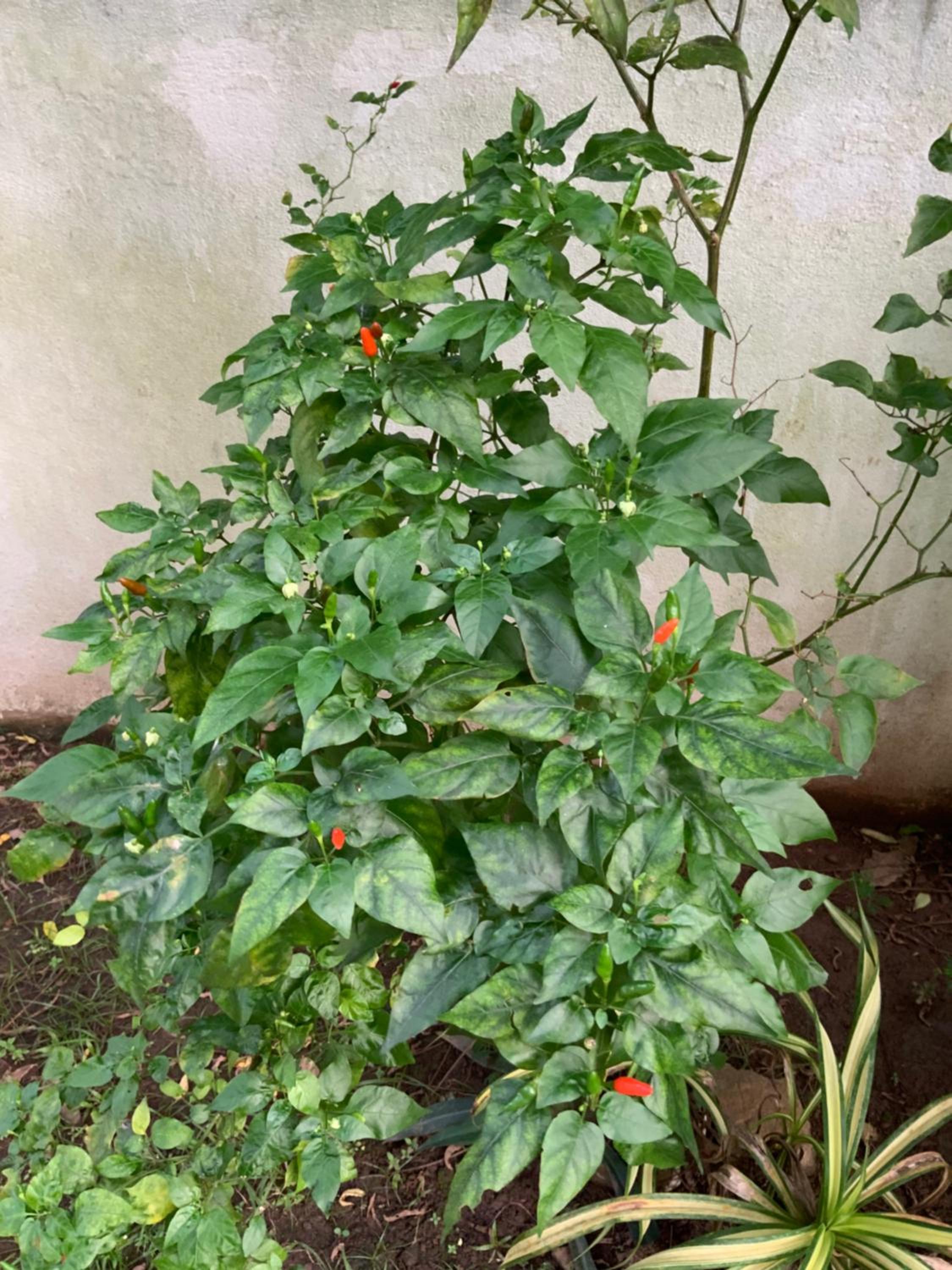 Lali Villa & Fruit Garden