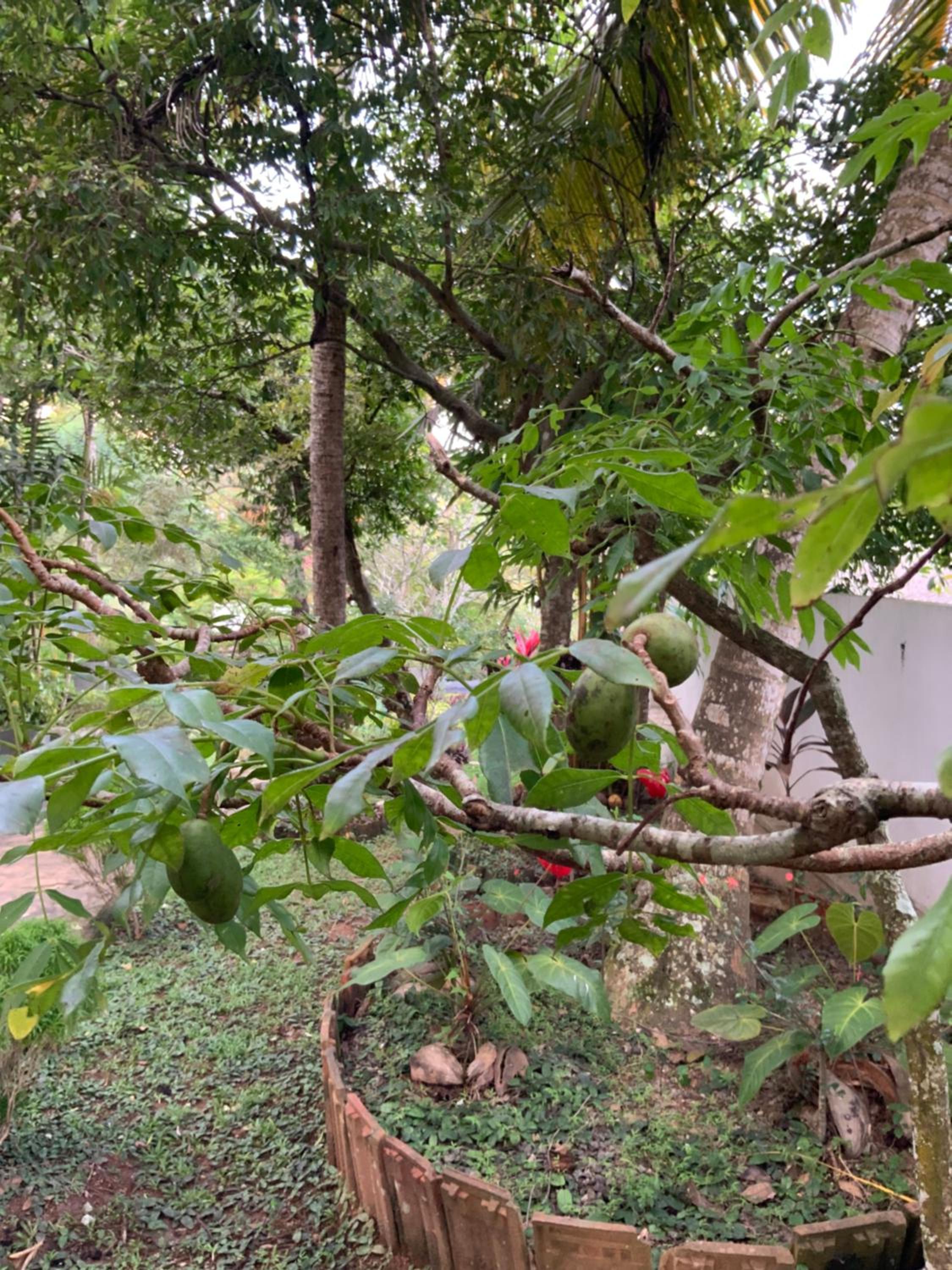 Lali Villa & Fruit Garden